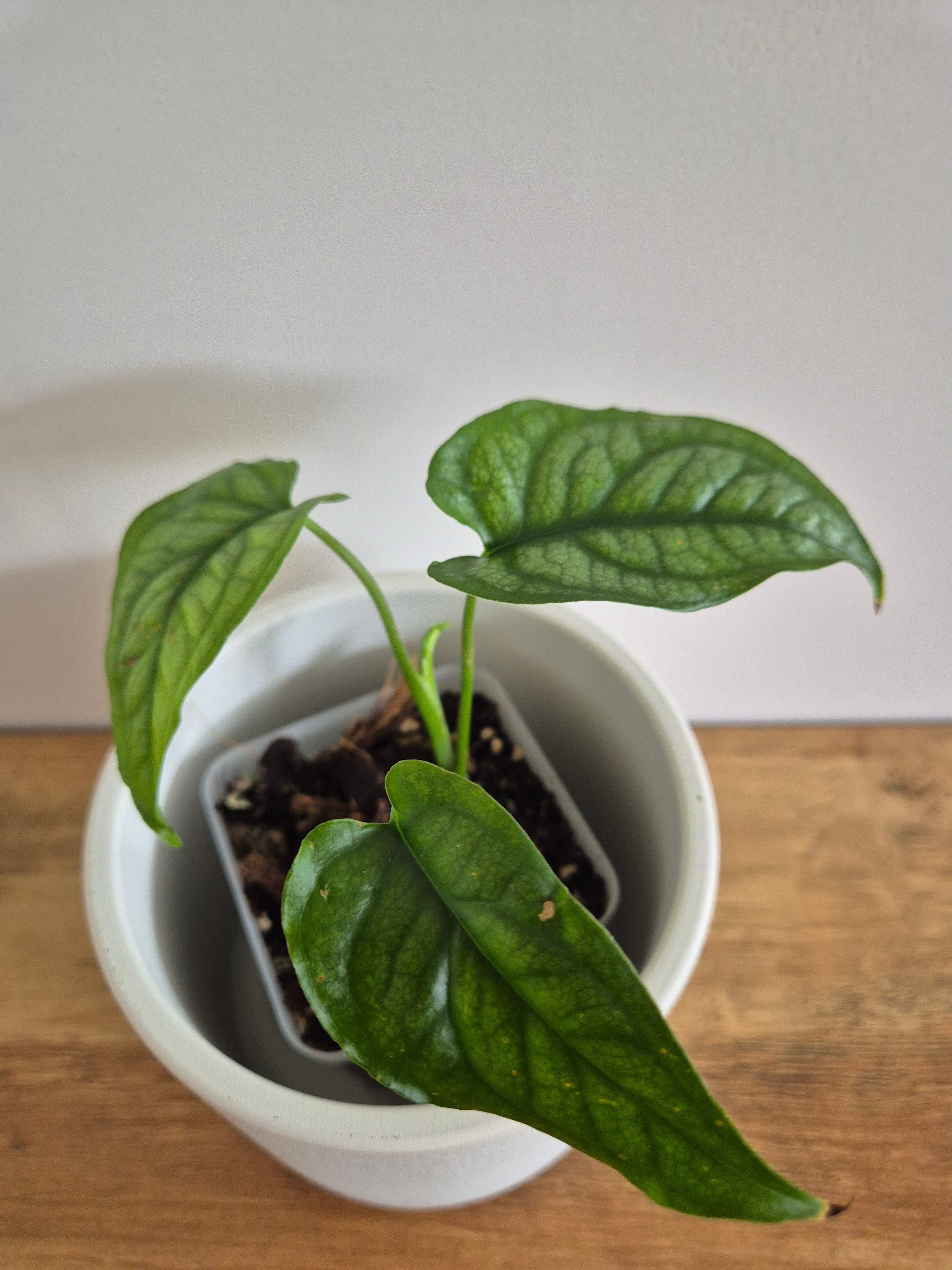 Monstera Siltepecana #3