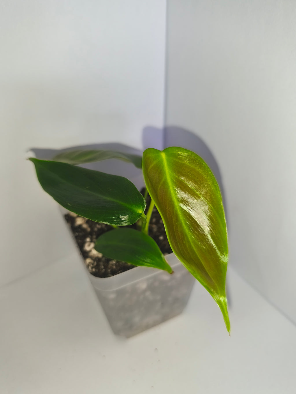 Philodendron Patriciae #3