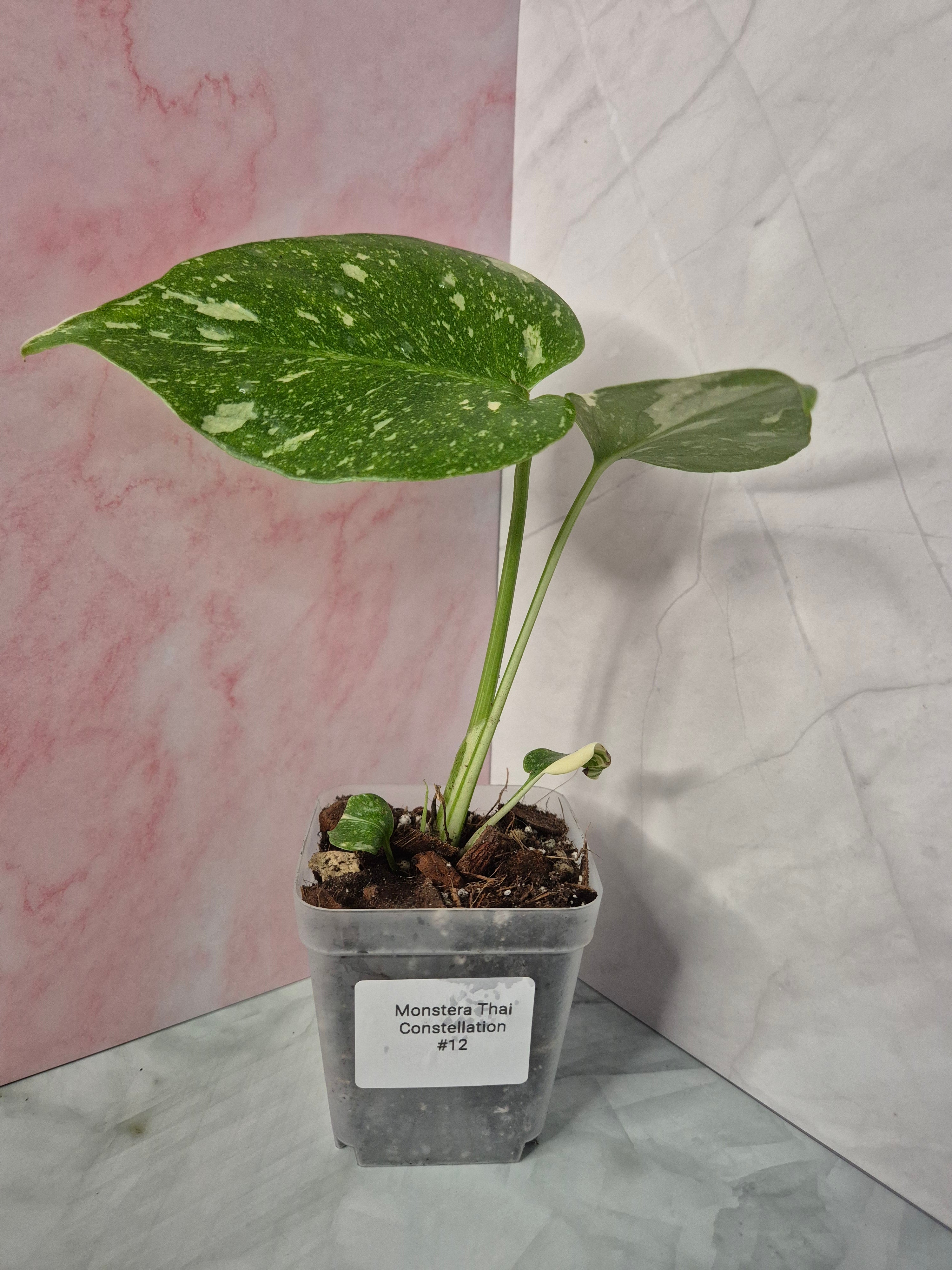 Monstera Thai Constellation #12