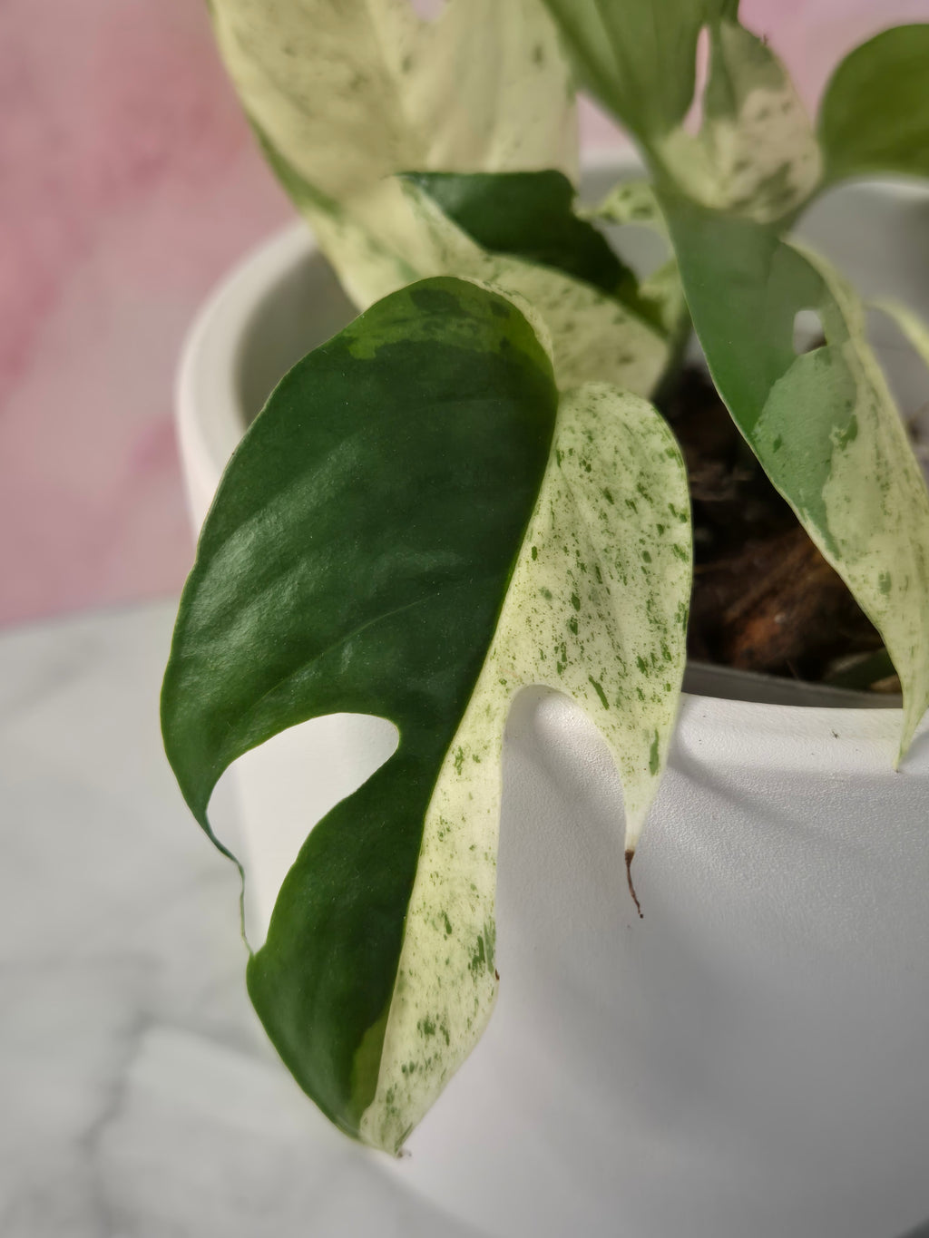 Epipremnum Pinnatum Marble King #1