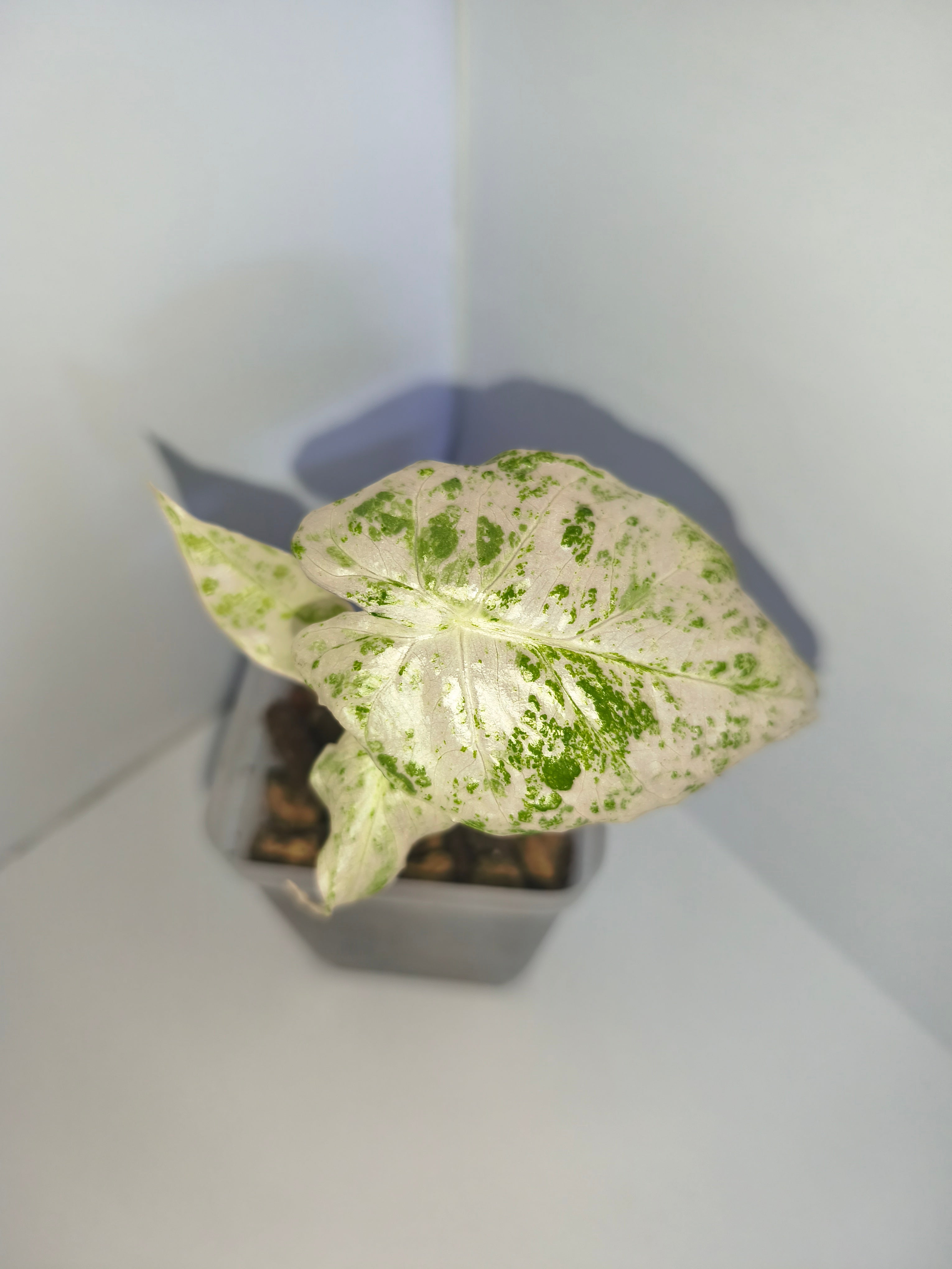 Alocasia Macrorrhiza splash #3