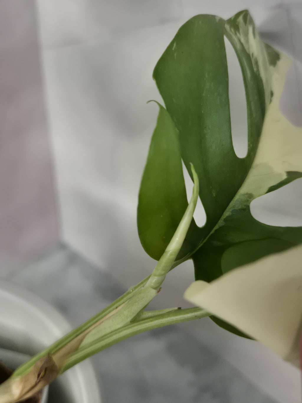 Monstera Minima Variegated #5 (Rhaphidophora Tetrasperma Variegated)