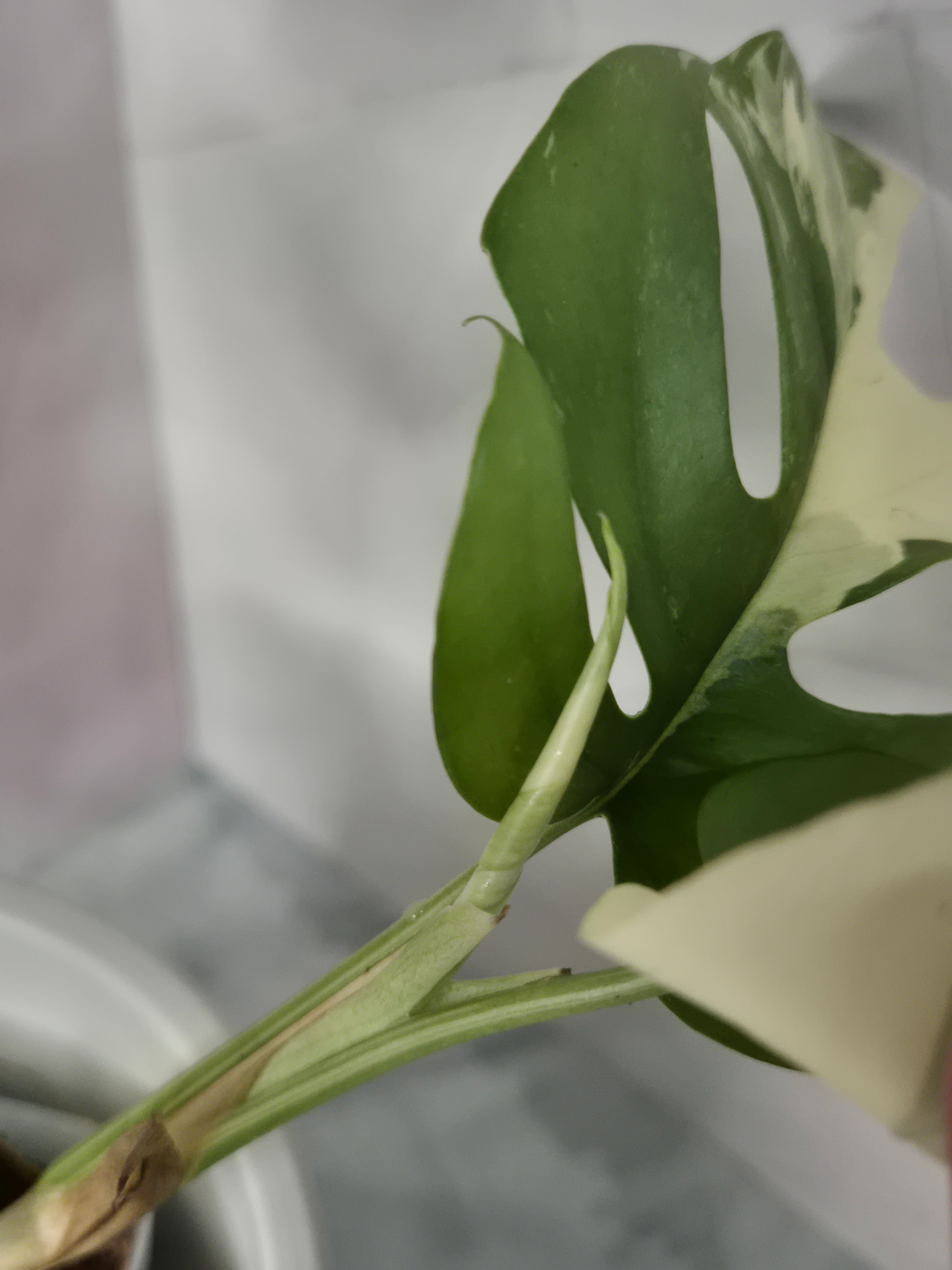 Monstera Minima Variegated #5 (Rhaphidophora Tetrasperma Variegated)