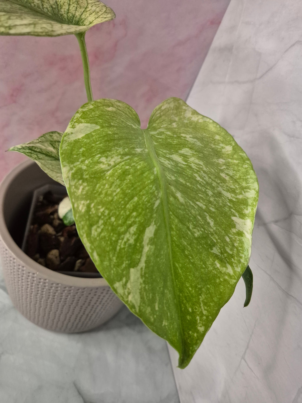 Monstera Mint #3