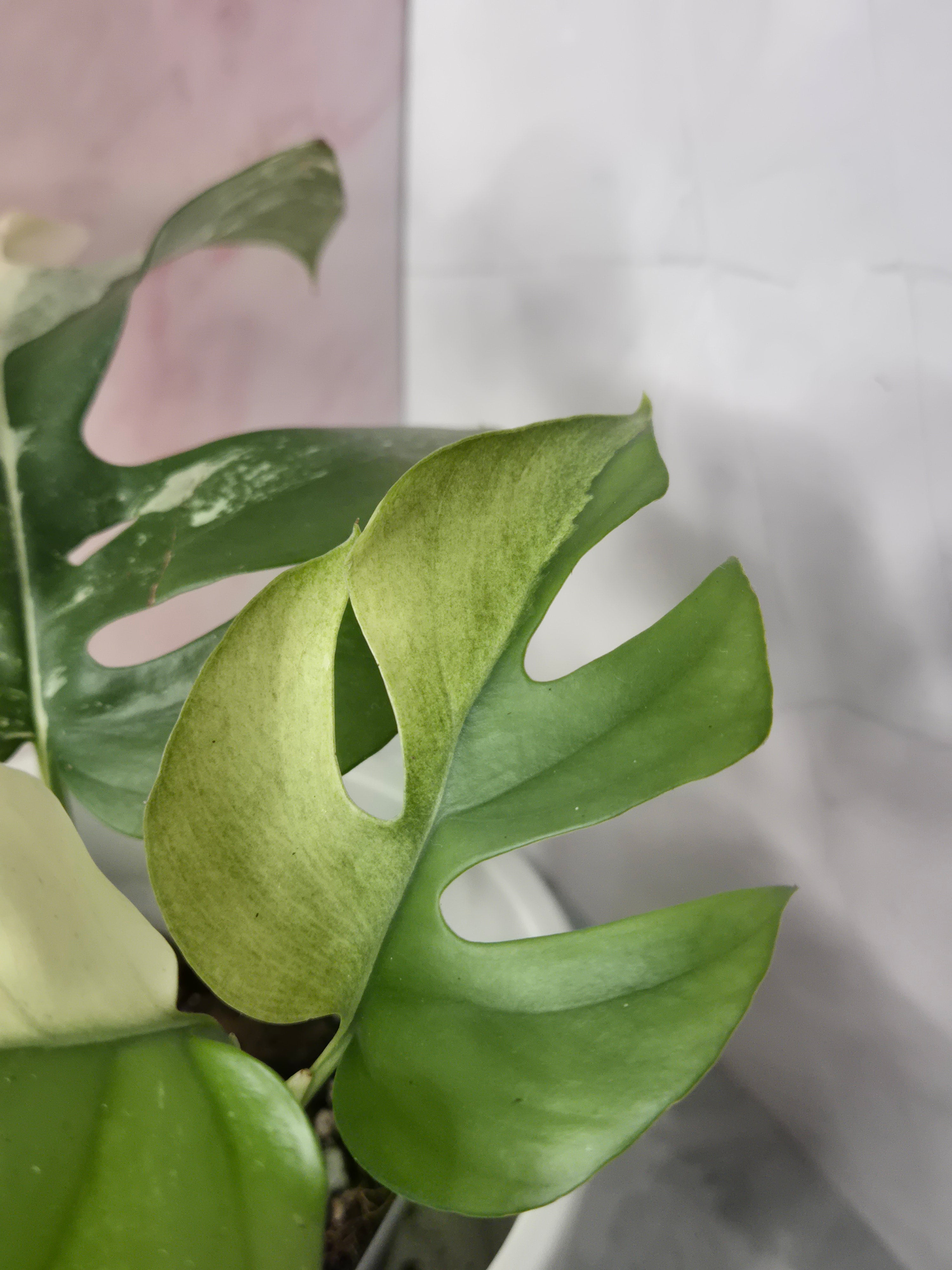 Monstera Minima Variegated #8 (Rhaphidophora Tetrasperma Variegated)