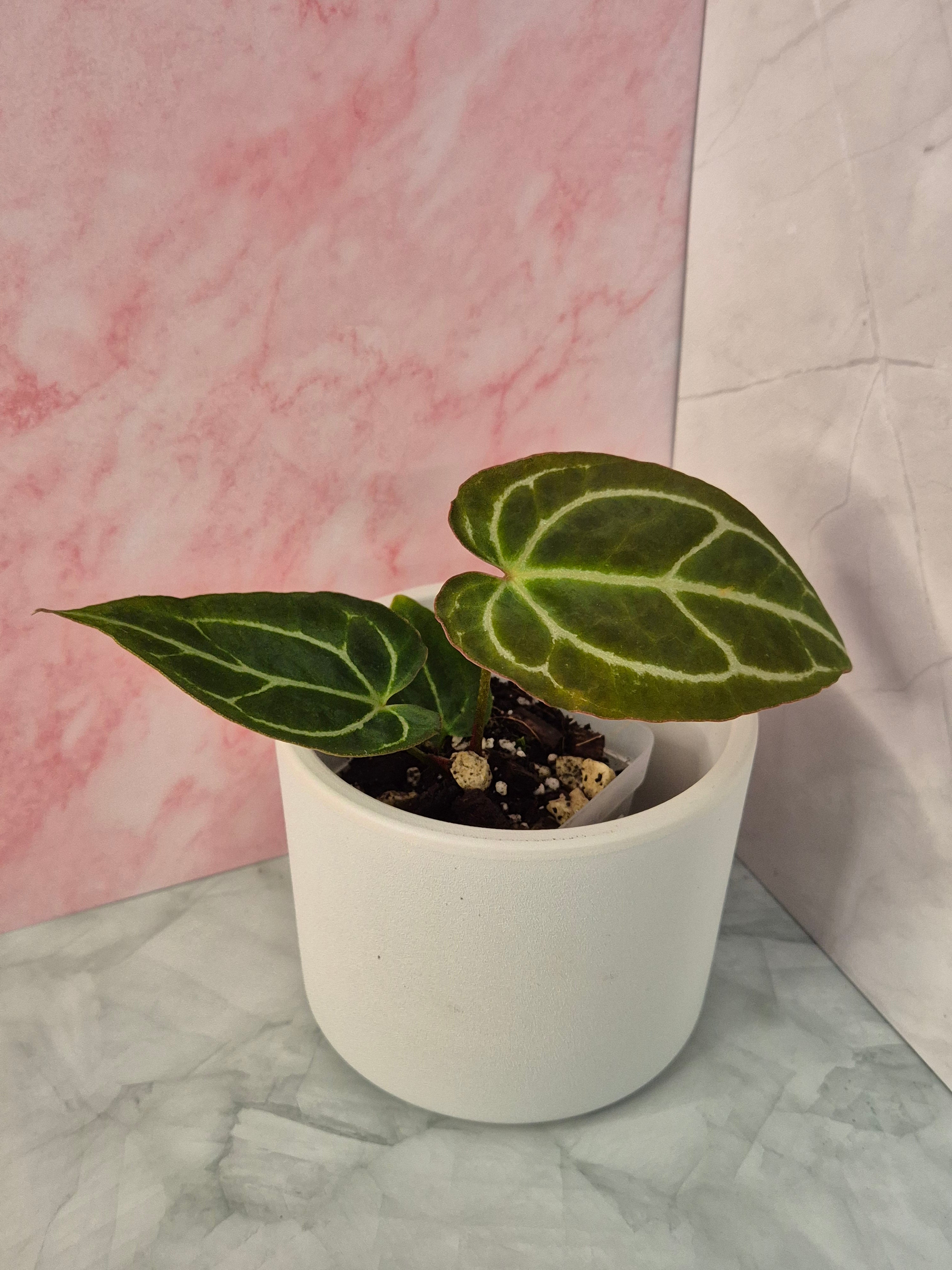 Anthurium Crystallinum x Magnificum #4