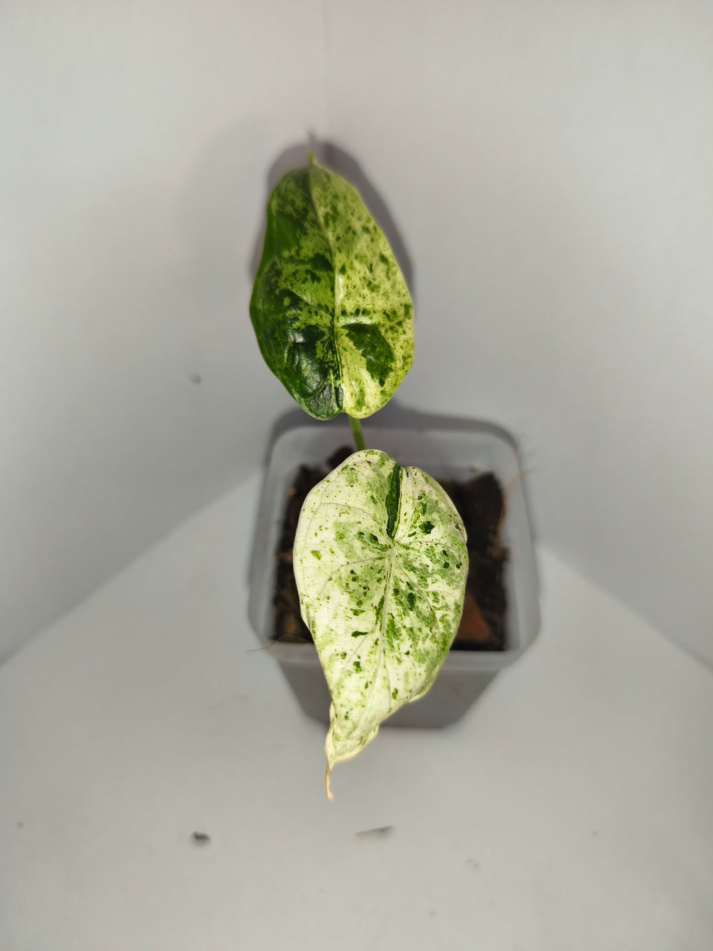 Alocasia Dragon Scale mint #4