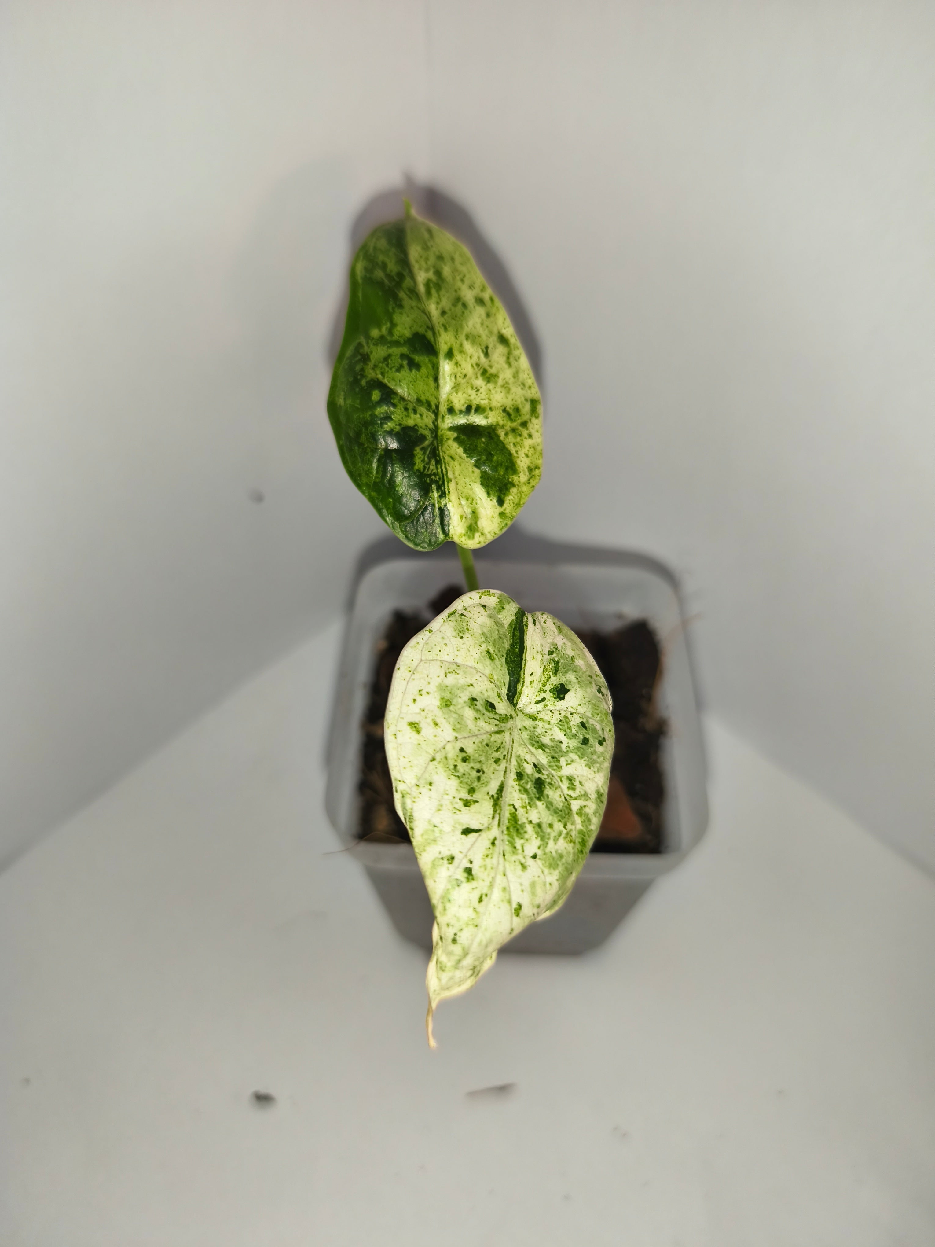 Alocasia Dragon Scale mint #4