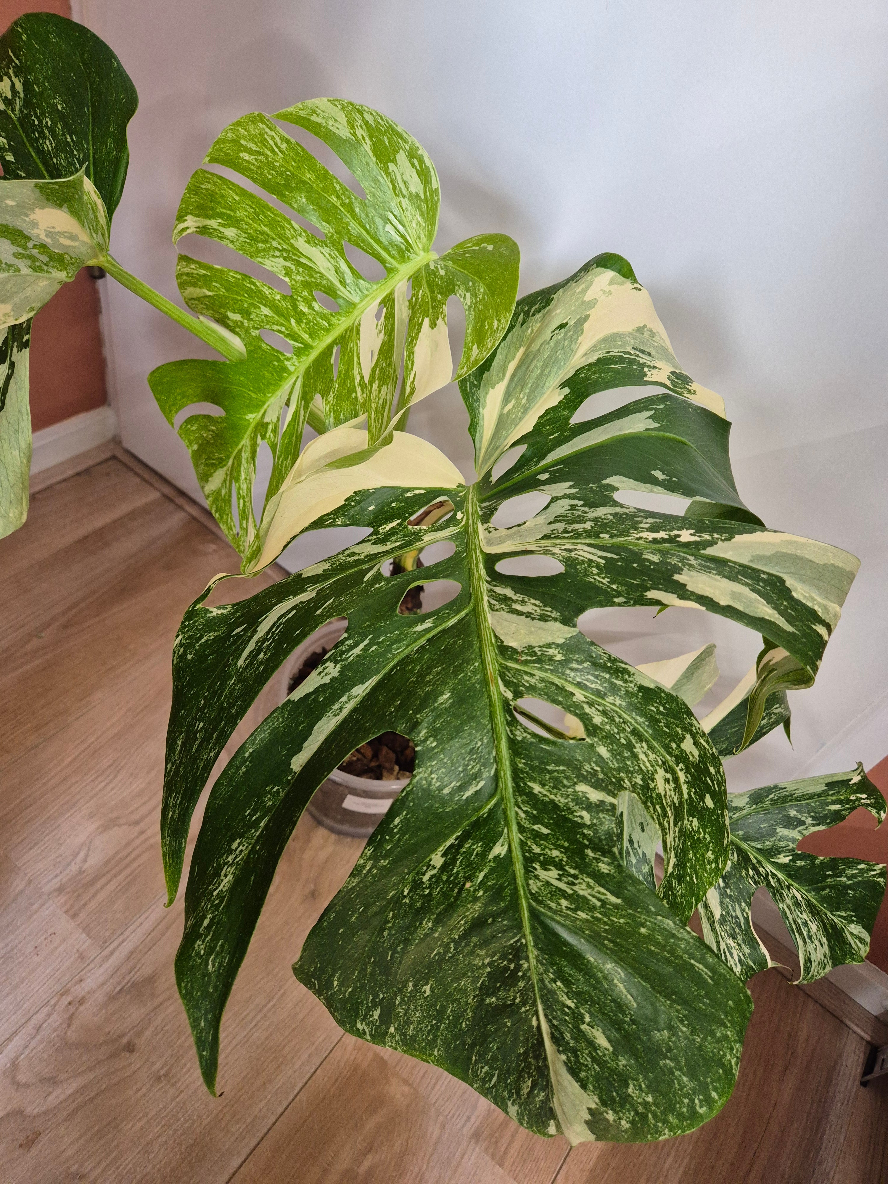 Monstera Thai Constellation #28