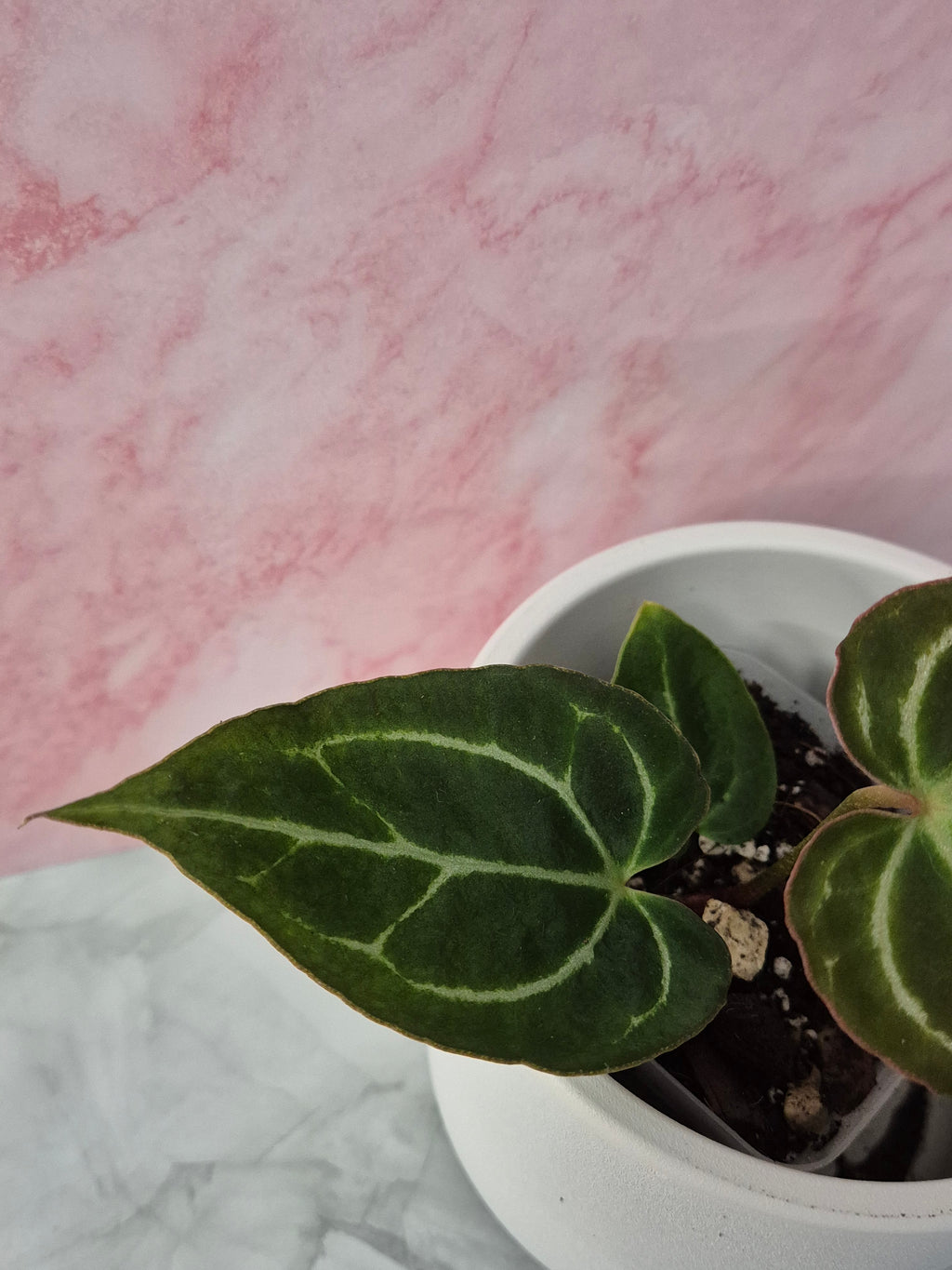 Anthurium Crystallinum x Magnificum #4