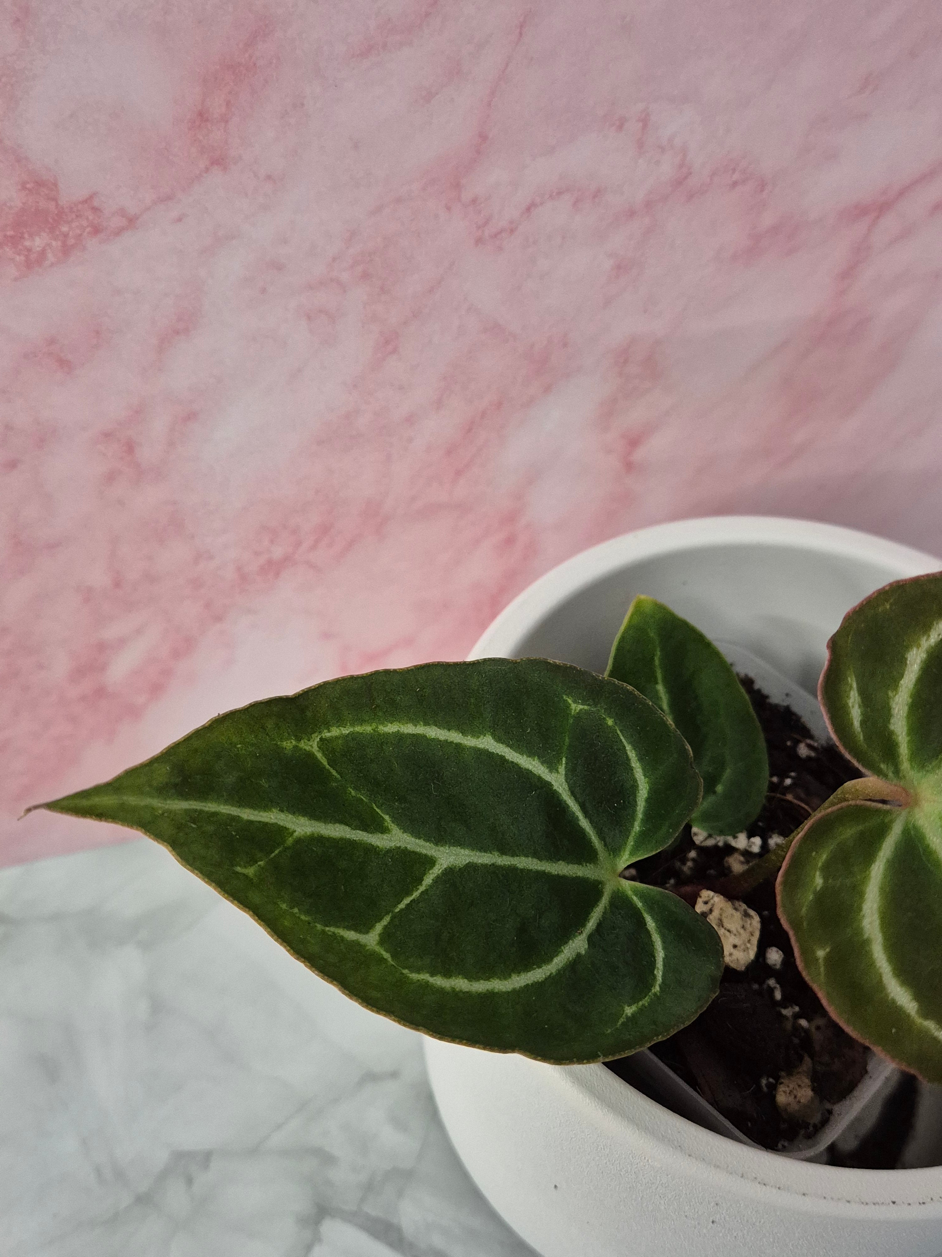 Anthurium Crystallinum x Magnificum #4