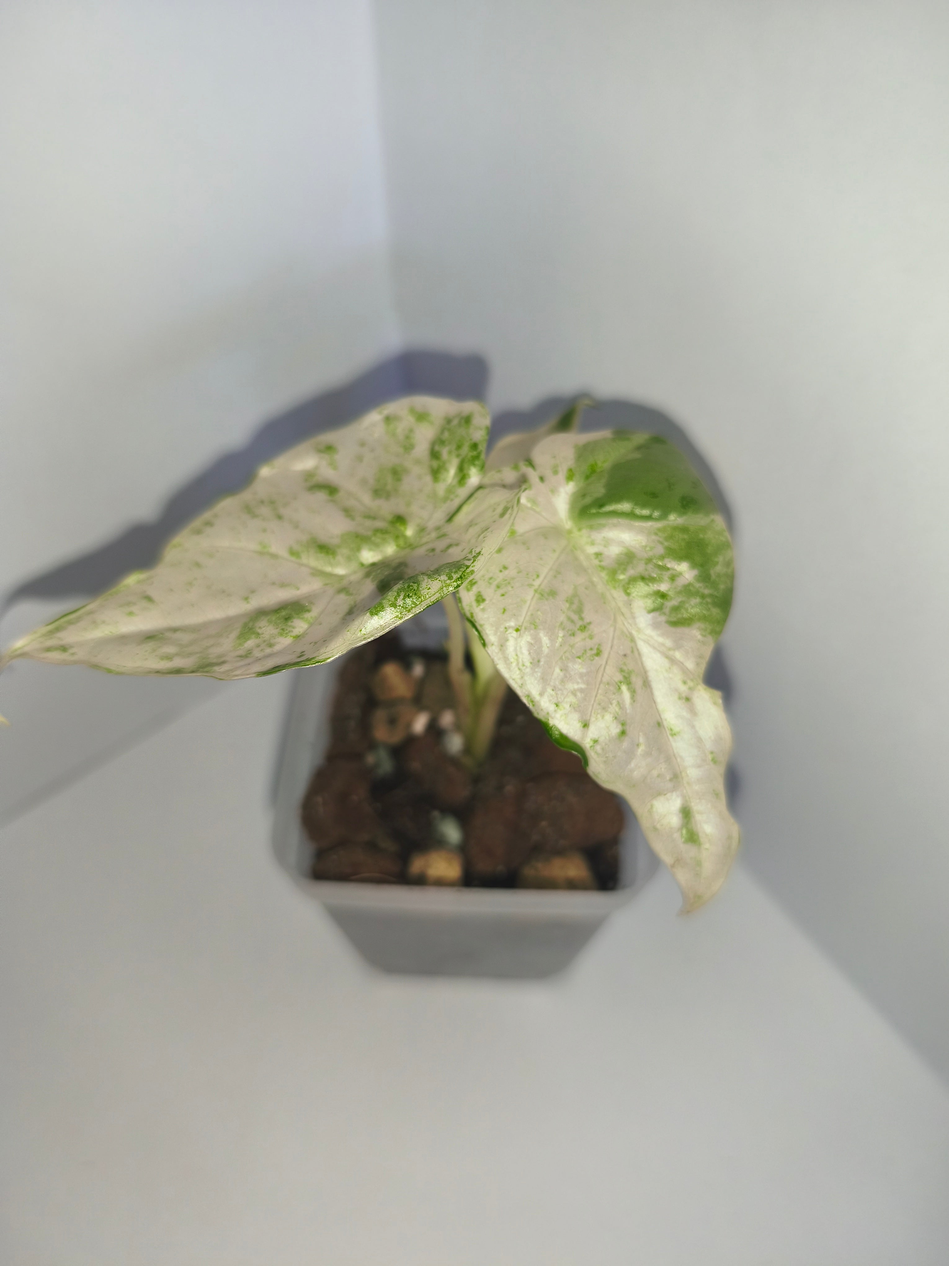 Alocasia Macrorrhiza splash #2