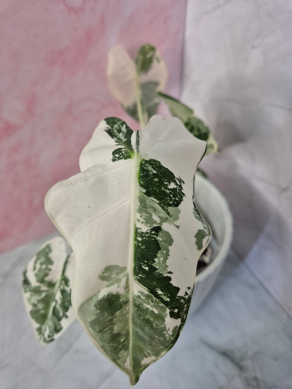 Alocasia Micholitziana Frydek Variegated #3