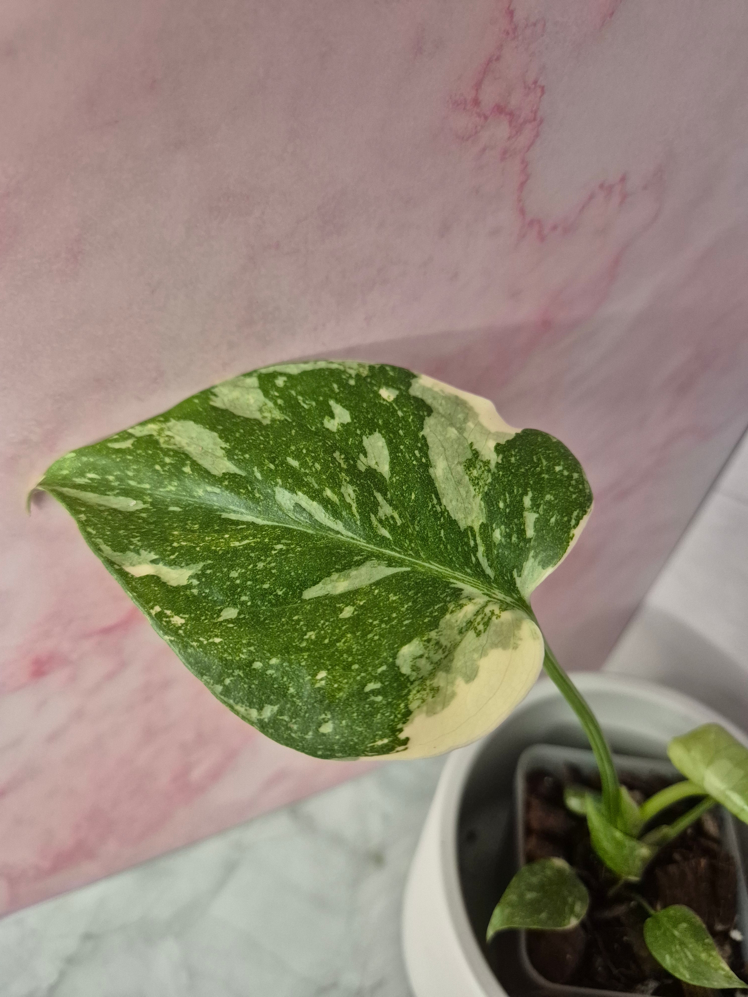 Monstera Thai Constellation #16
