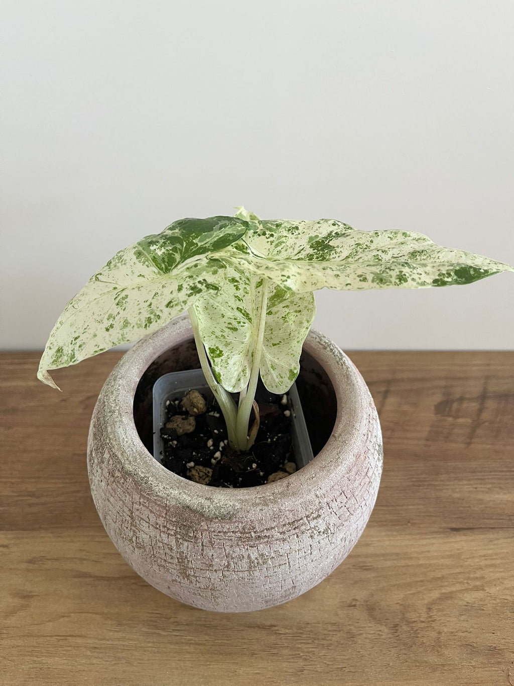 Alocasia Macrorrhiza splash #4