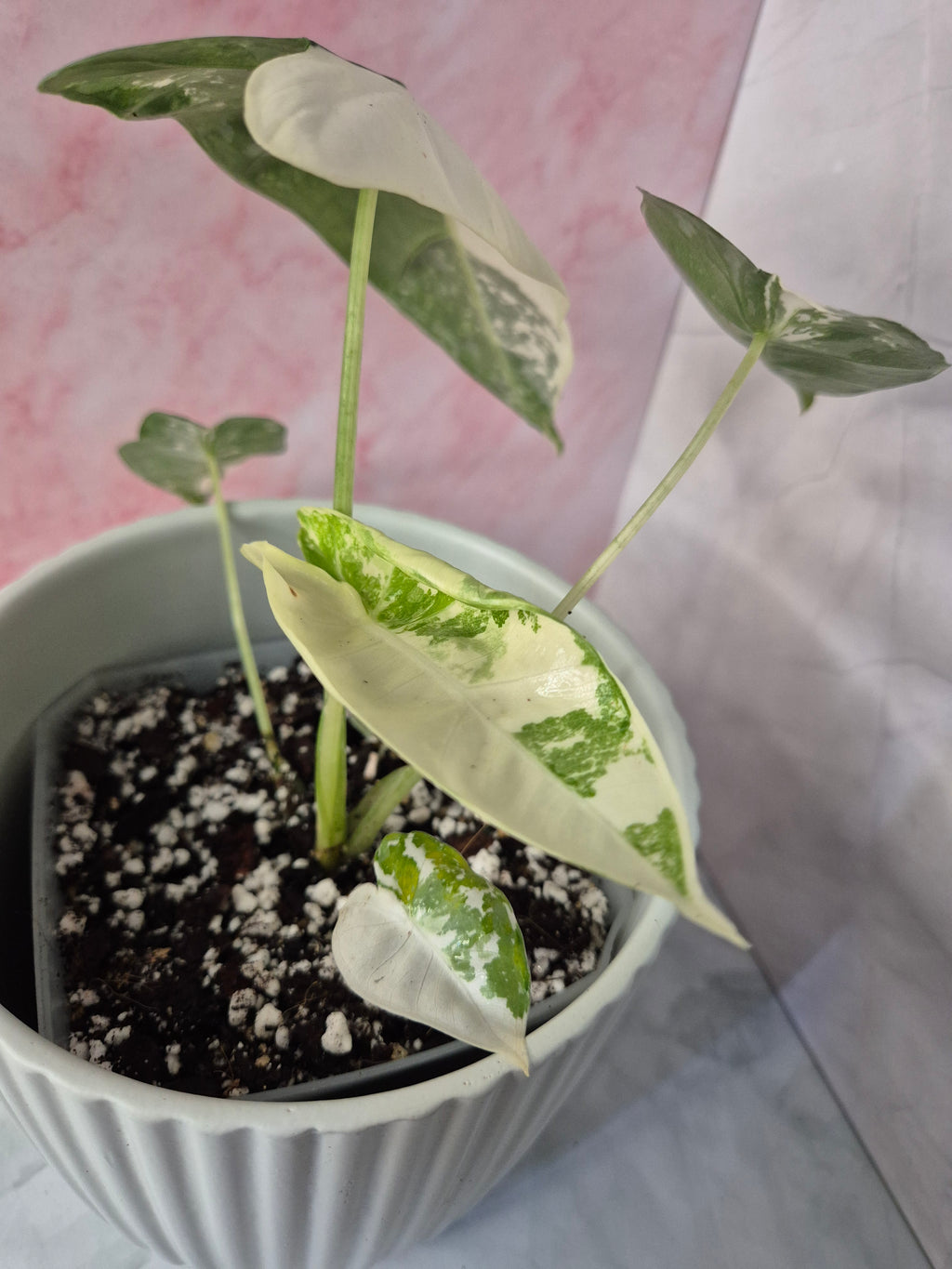 Alocasia Micholitziana Frydek Variegated #5