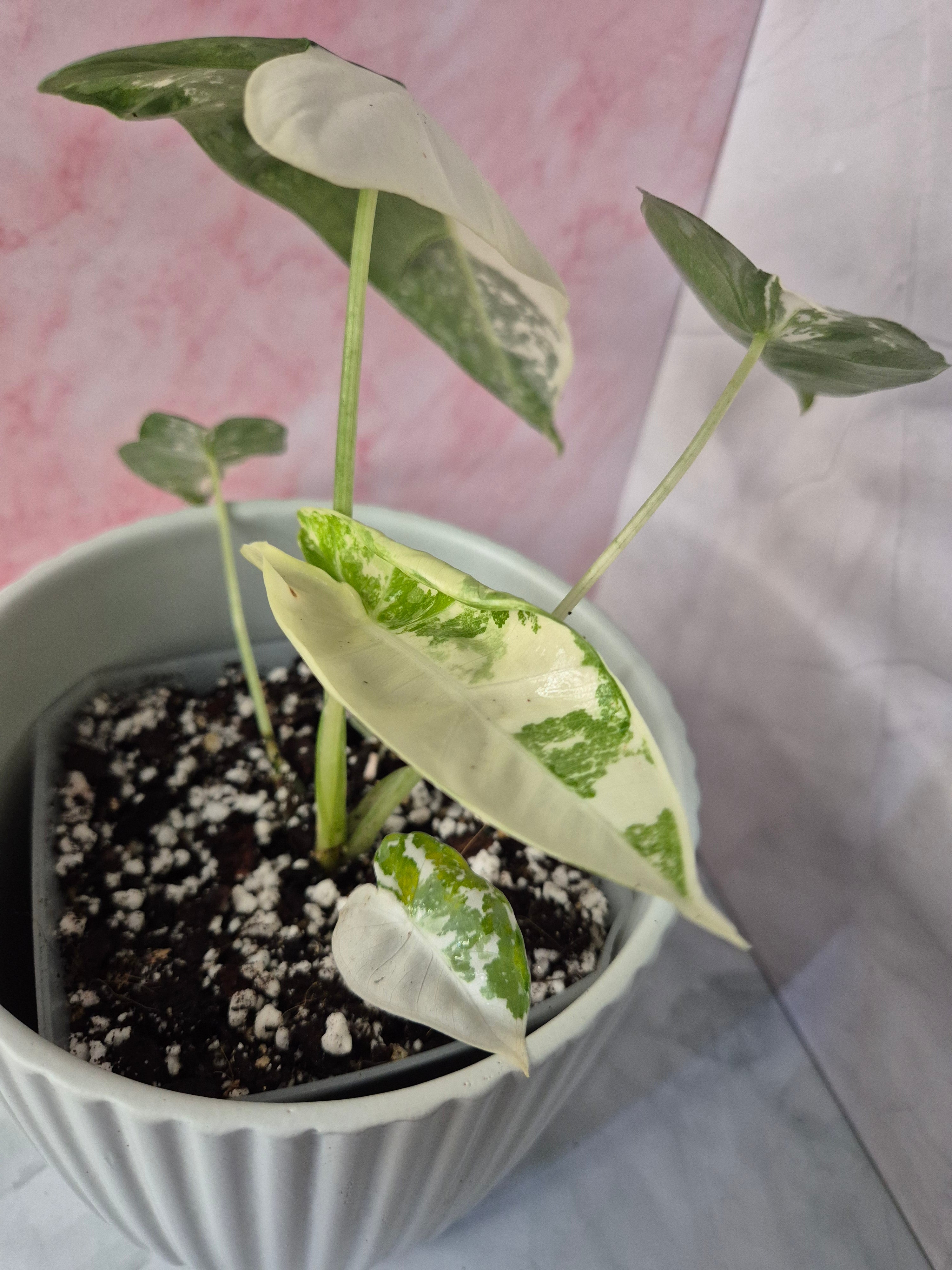 Alocasia Micholitziana Frydek Variegated #5