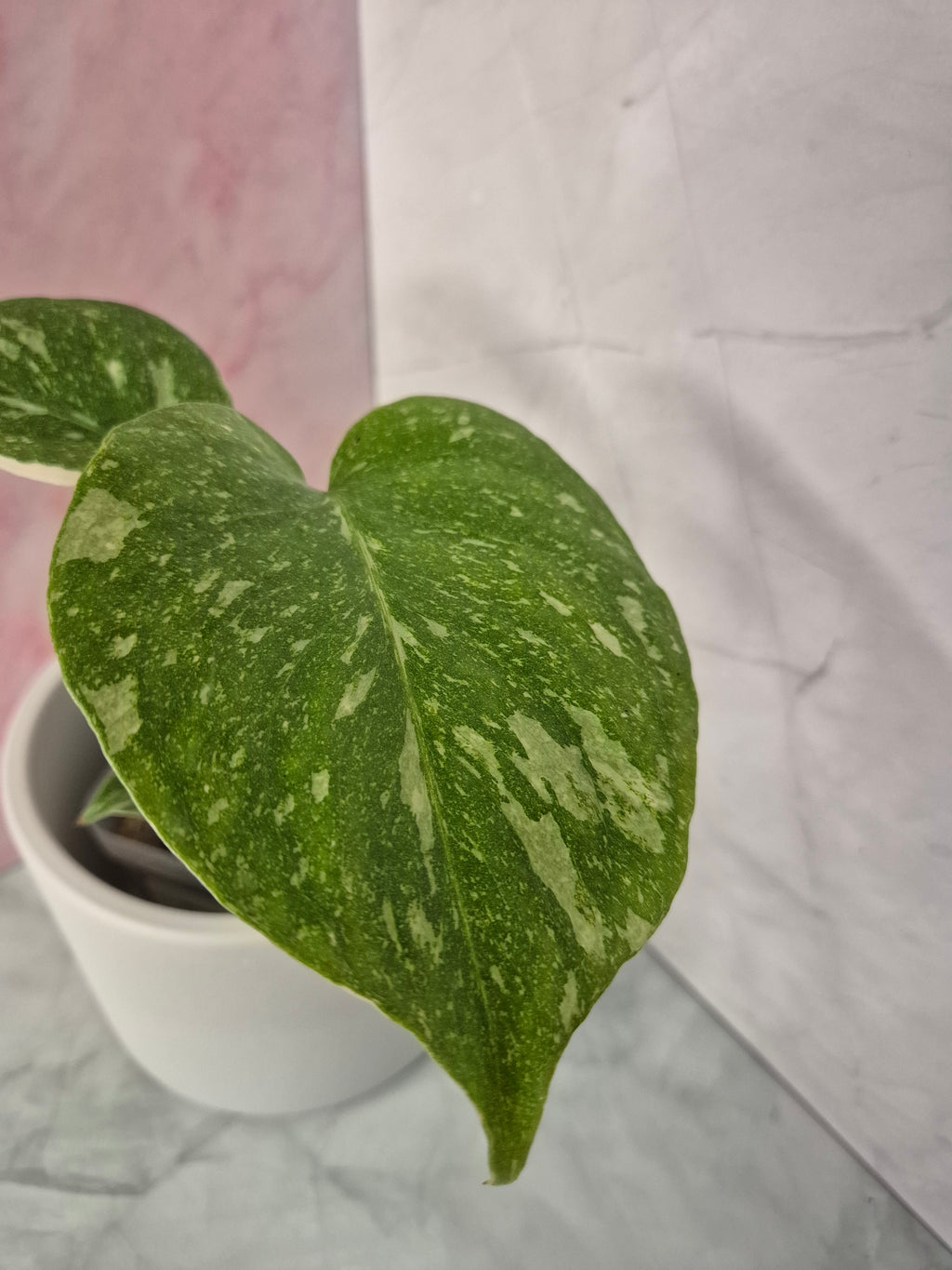 Monstera Thai Constellation #1