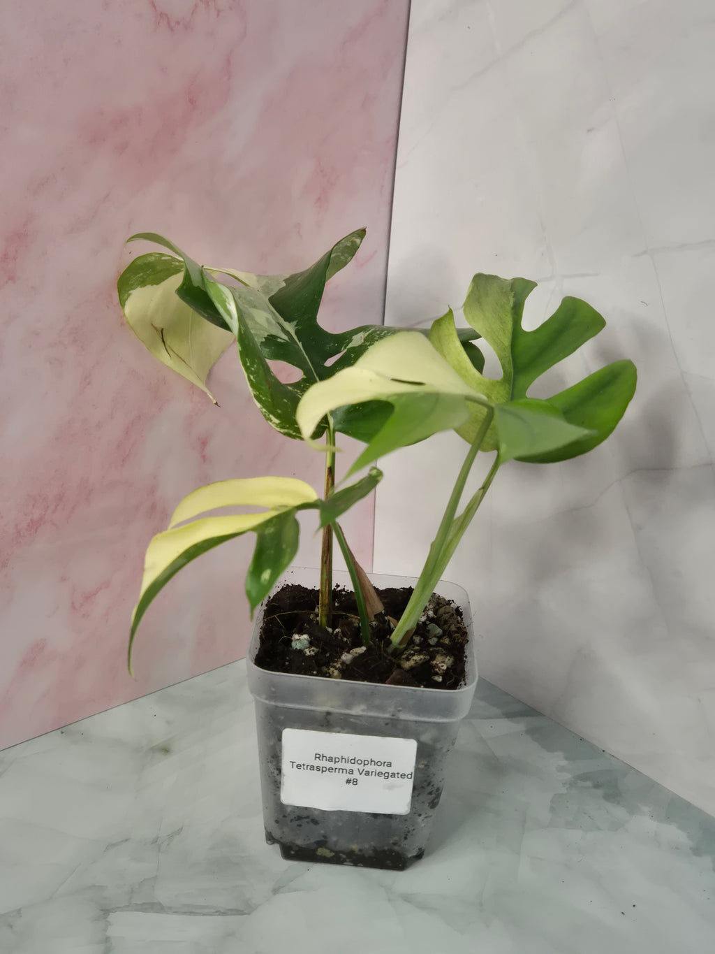 Monstera Minima Variegated #8 (Rhaphidophora Tetrasperma Variegated)