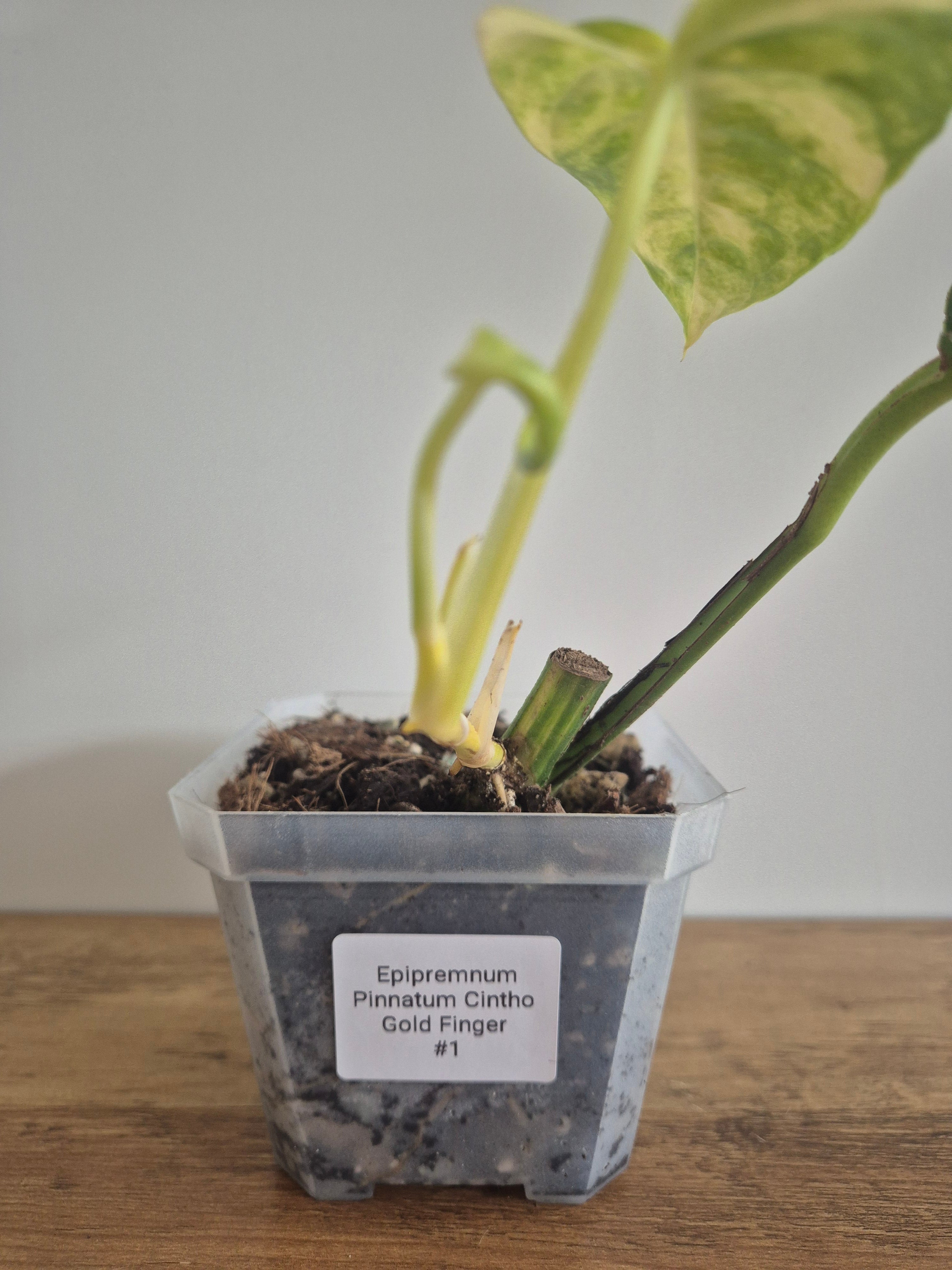 Epipremnum Pinnatum Cintho Goldfinger #1