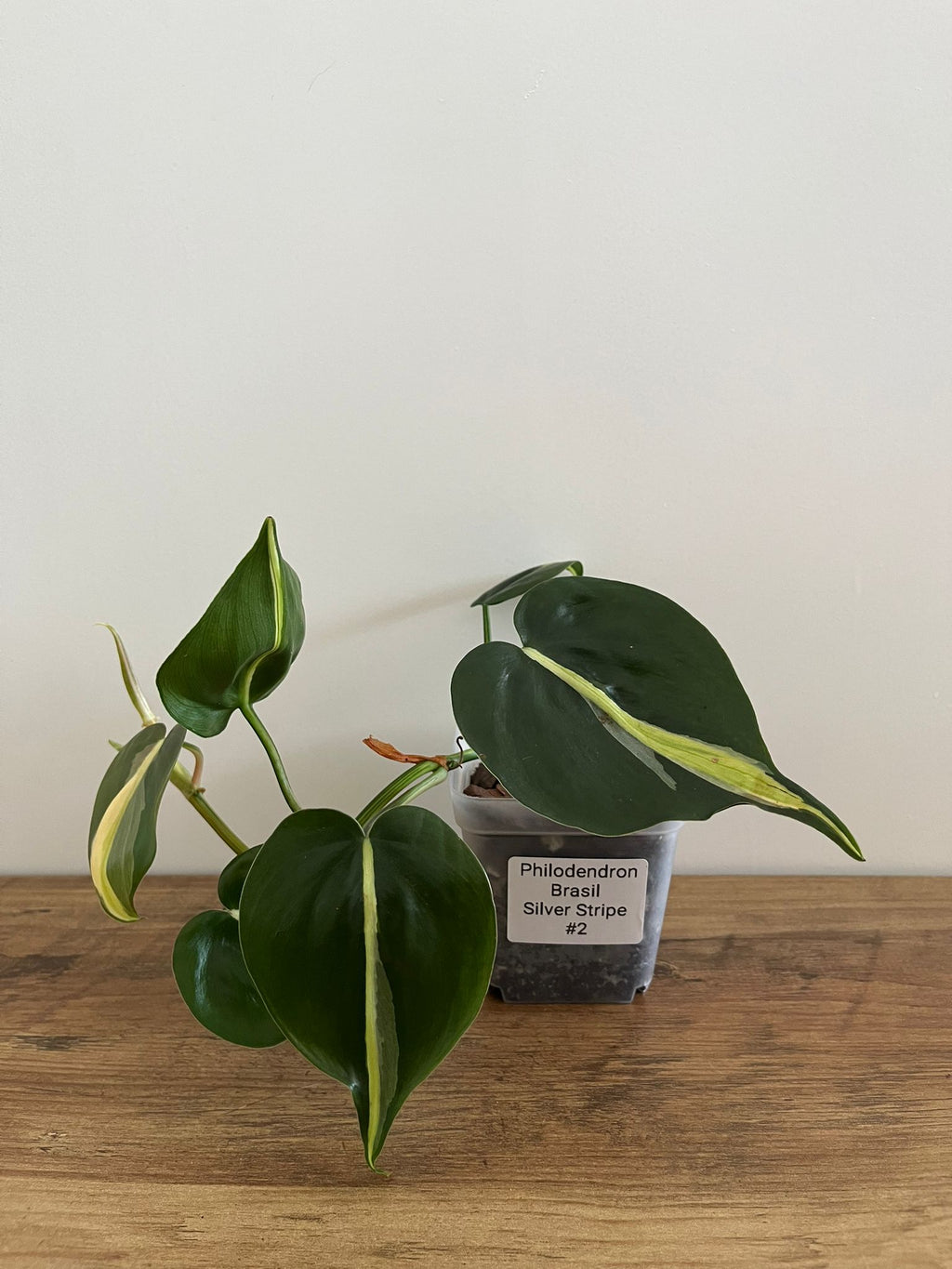Philodendron Brasil Silver Stripe #2