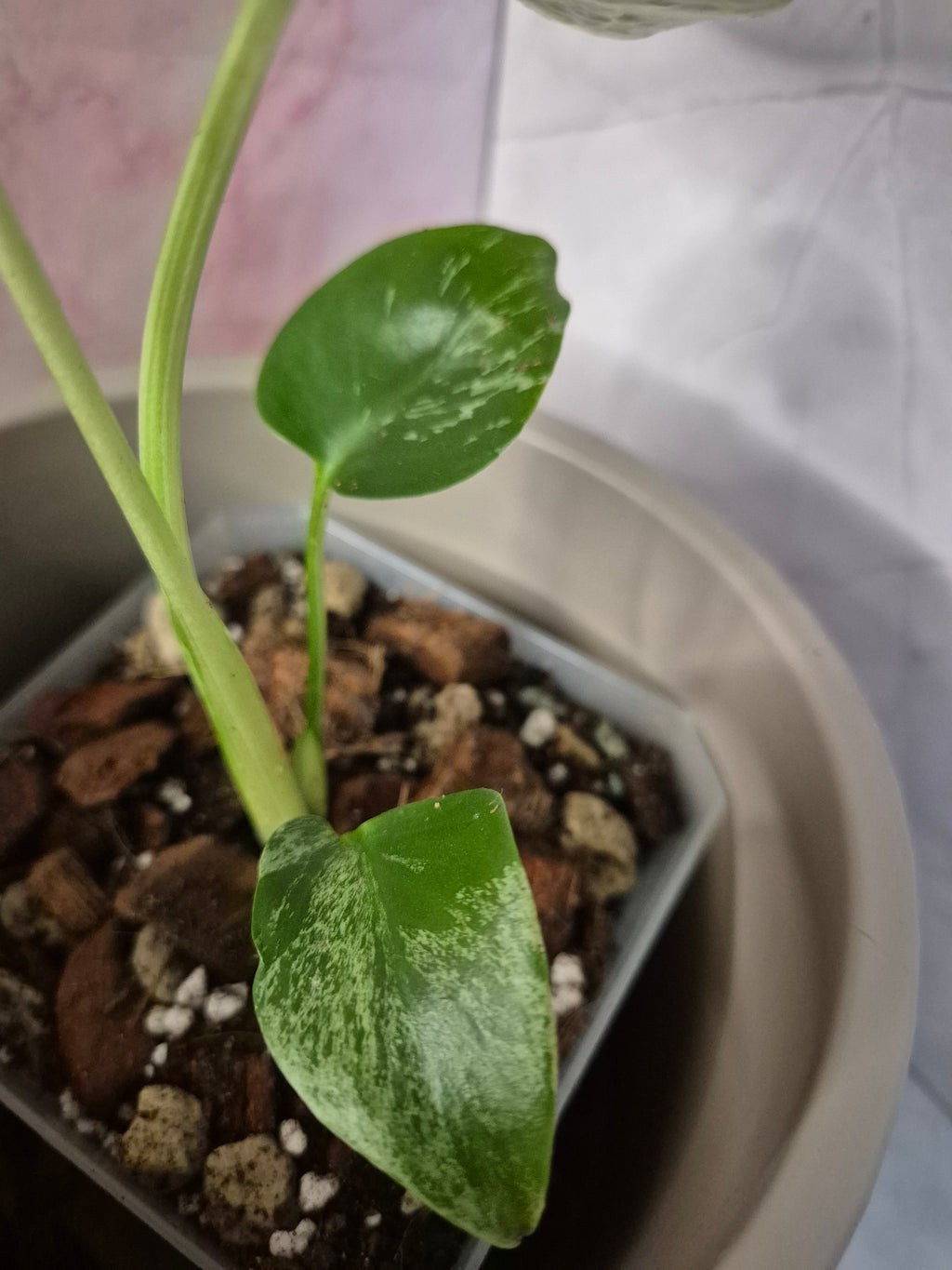 Monstera Deliciosa Bulbasaur #4