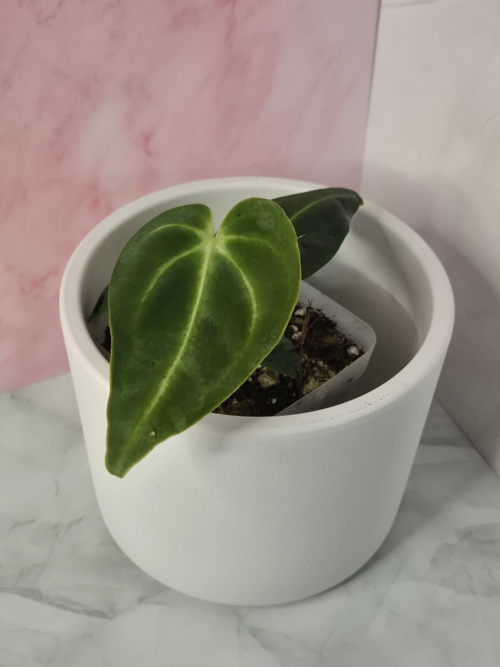 Anthurium Regale #14