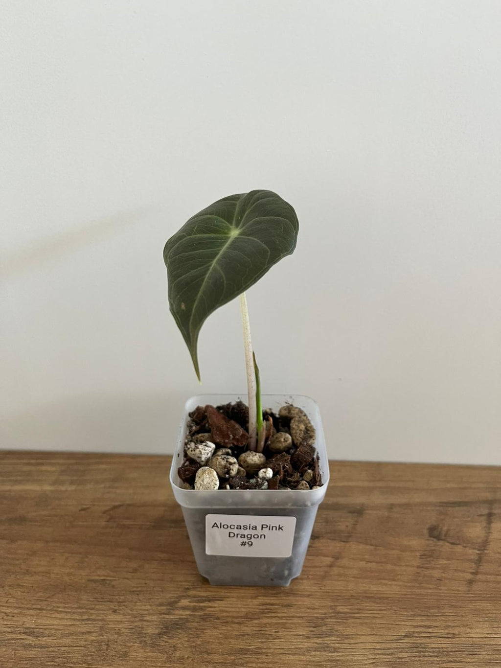 Alocasia Pink Dragon #9