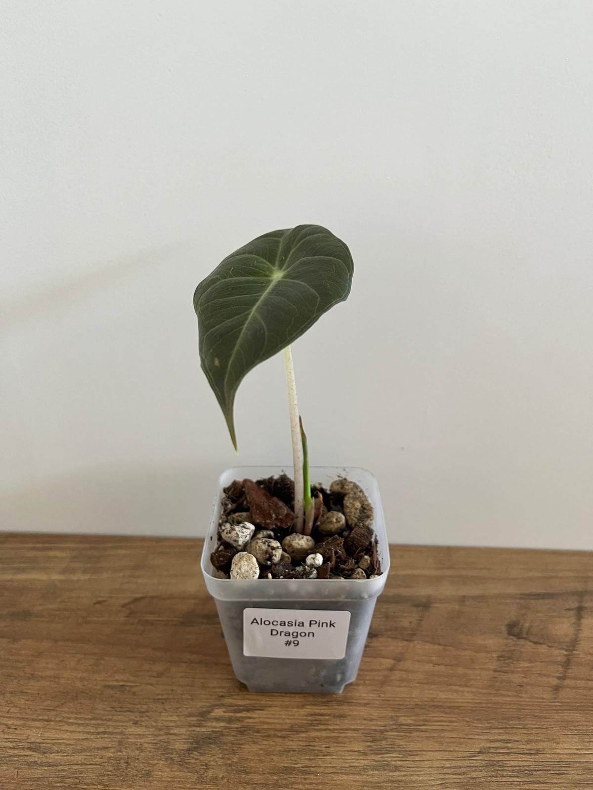 Alocasia Pink Dragon #9