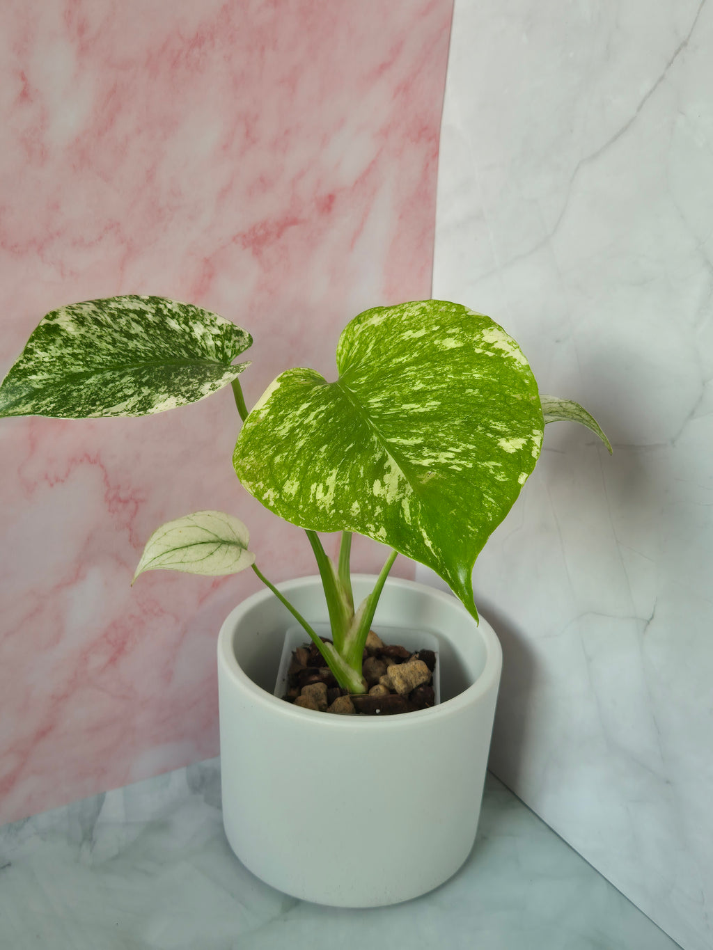 Monstera mint #1