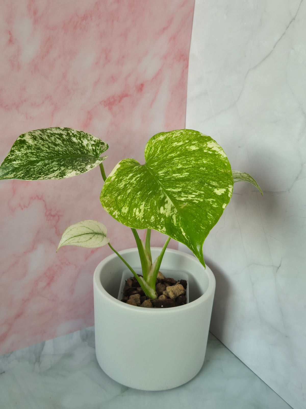 Monstera mint #1