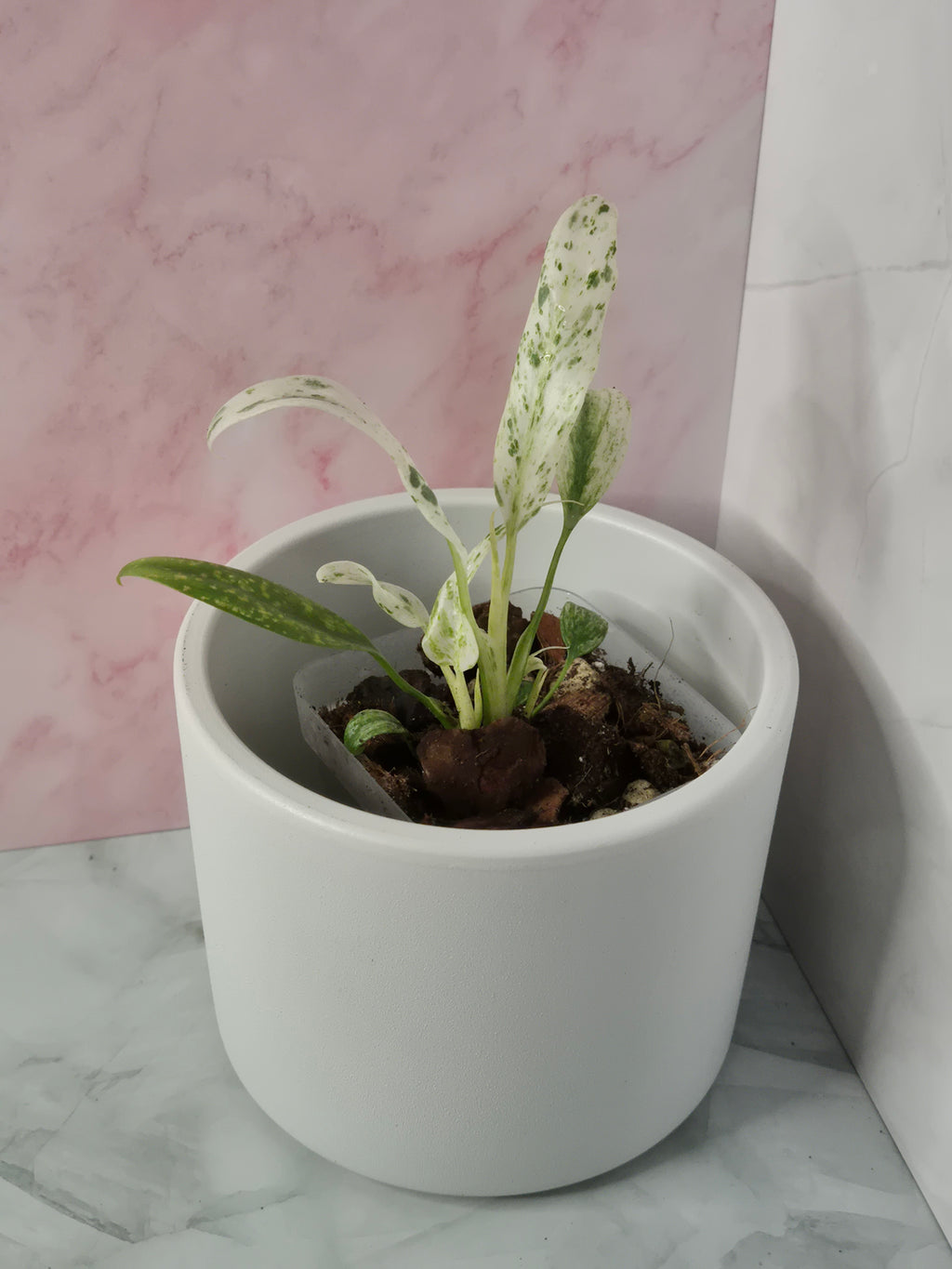 Rhaphidophora Puberula Variegata #3