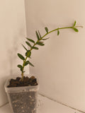 Hoya Cumingiana #3