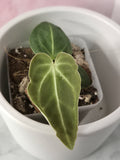 Anthurium Regale #10