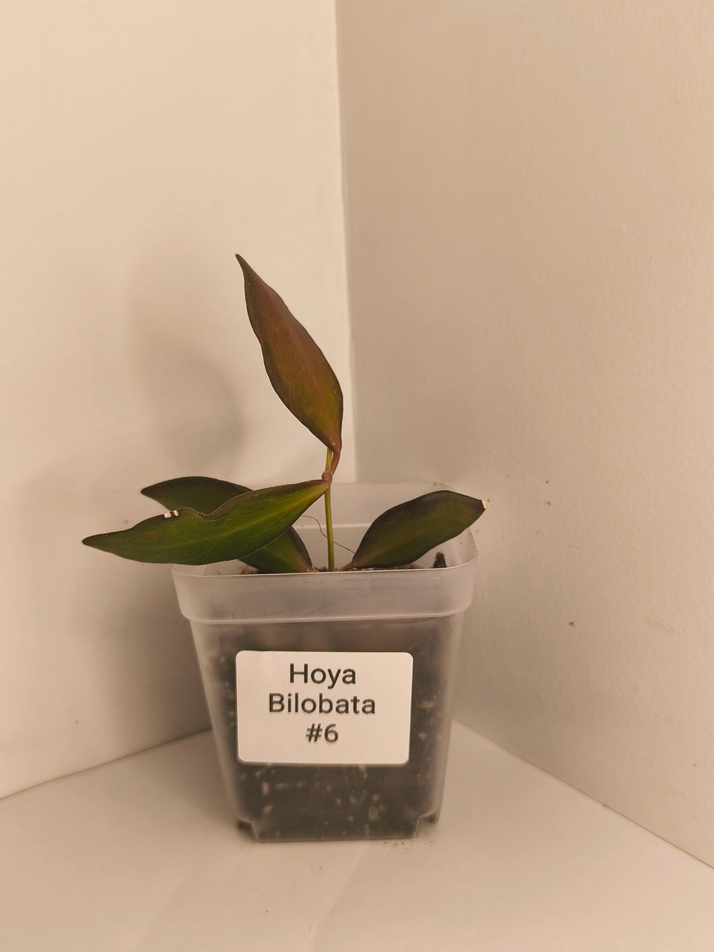 Hoya Bilobata #6