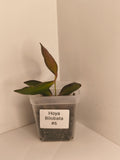 Hoya Bilobata #6