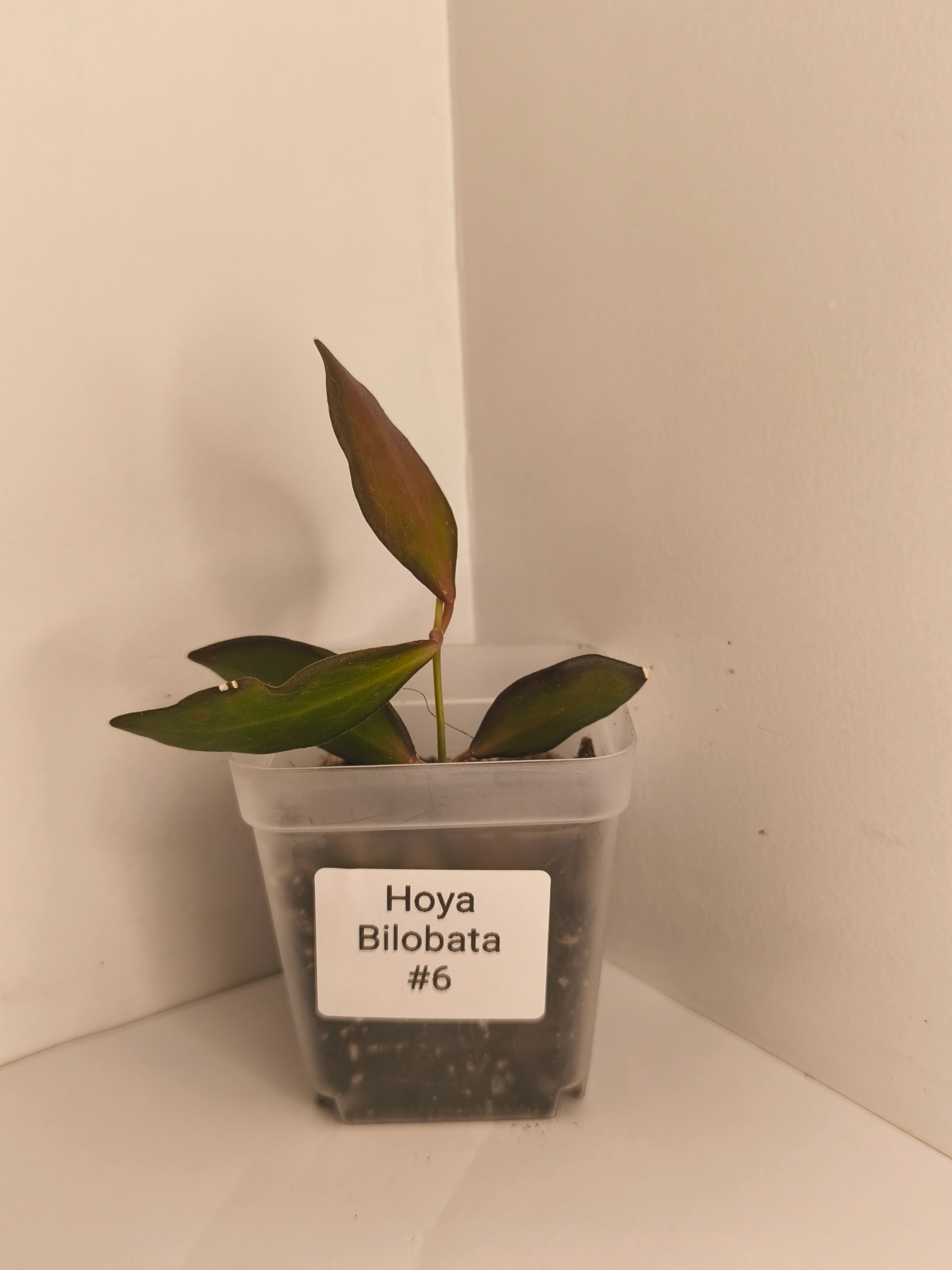 Hoya Bilobata #6