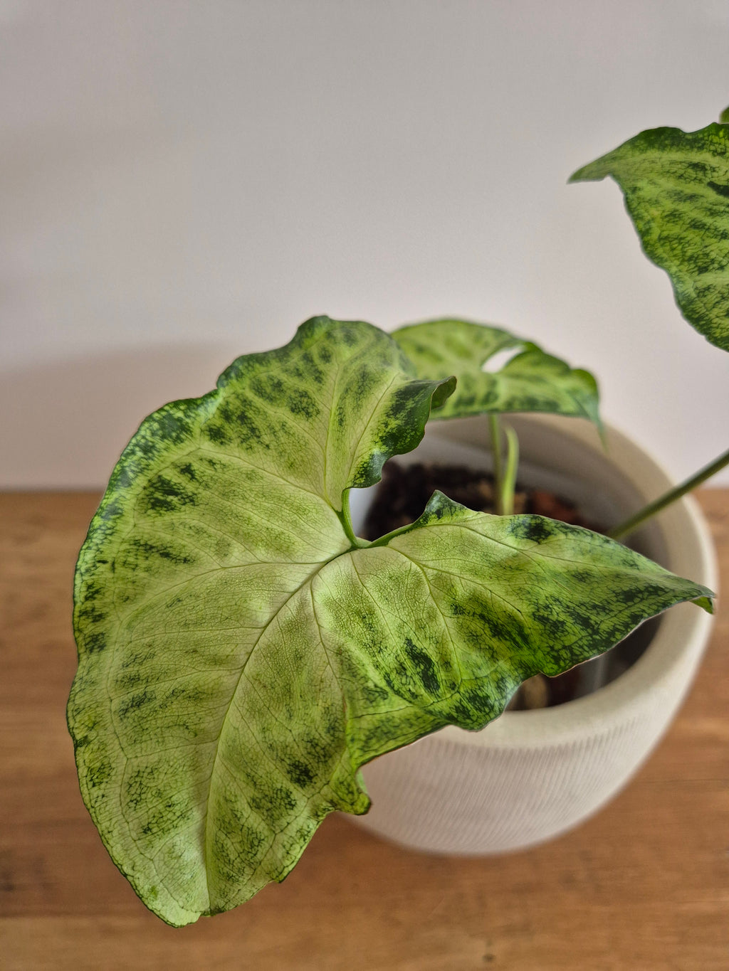 Syngonuim Podophyllum #1
