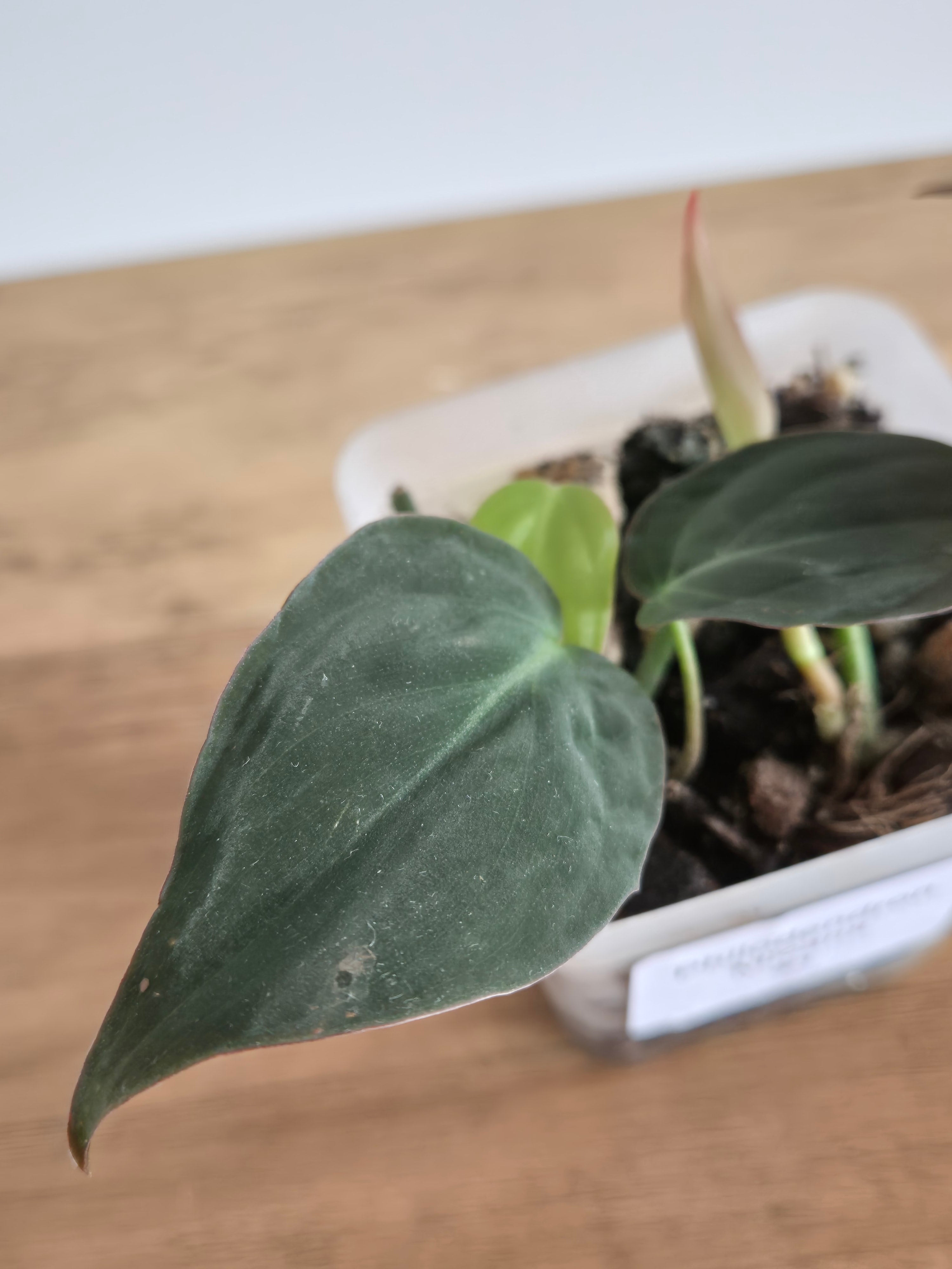 Philodendron Micans #1