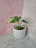 Monstera Thai Constellation #20