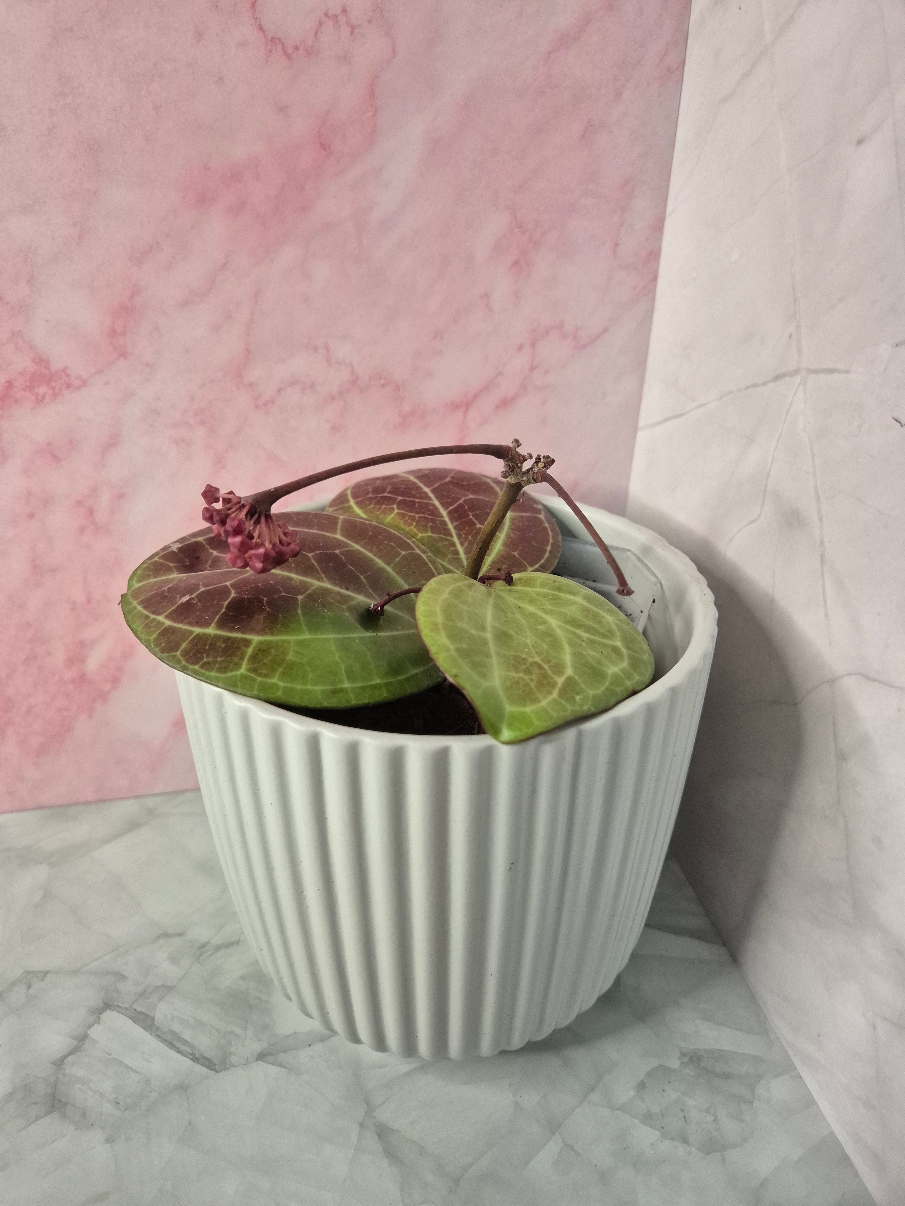 Hoya Sarawak Cream #5