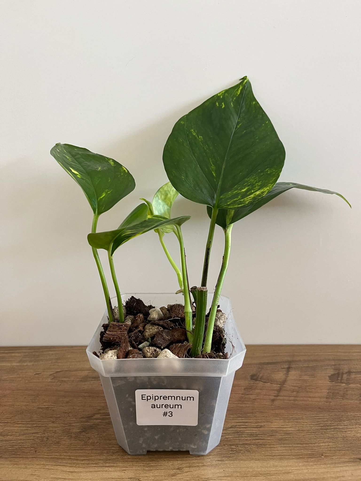 Epipremnum aureum #3