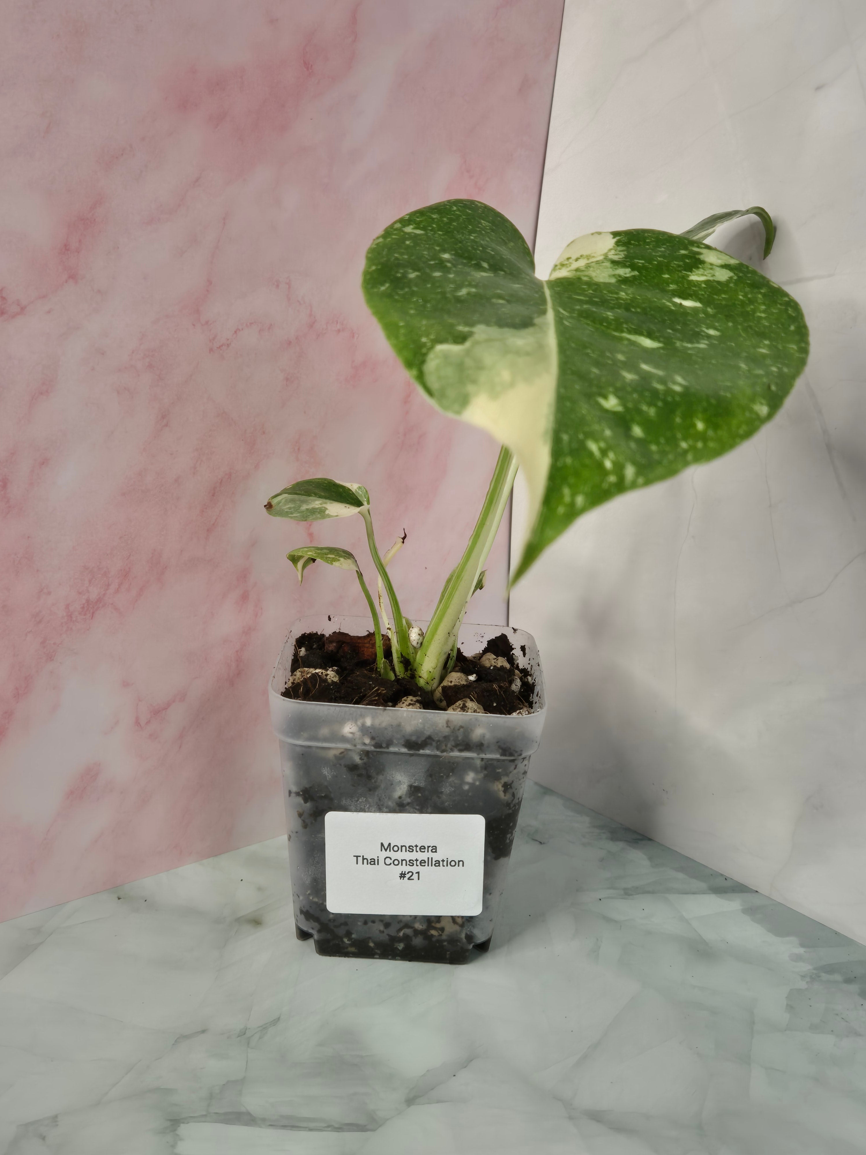 Monstera Thai Constellation #21