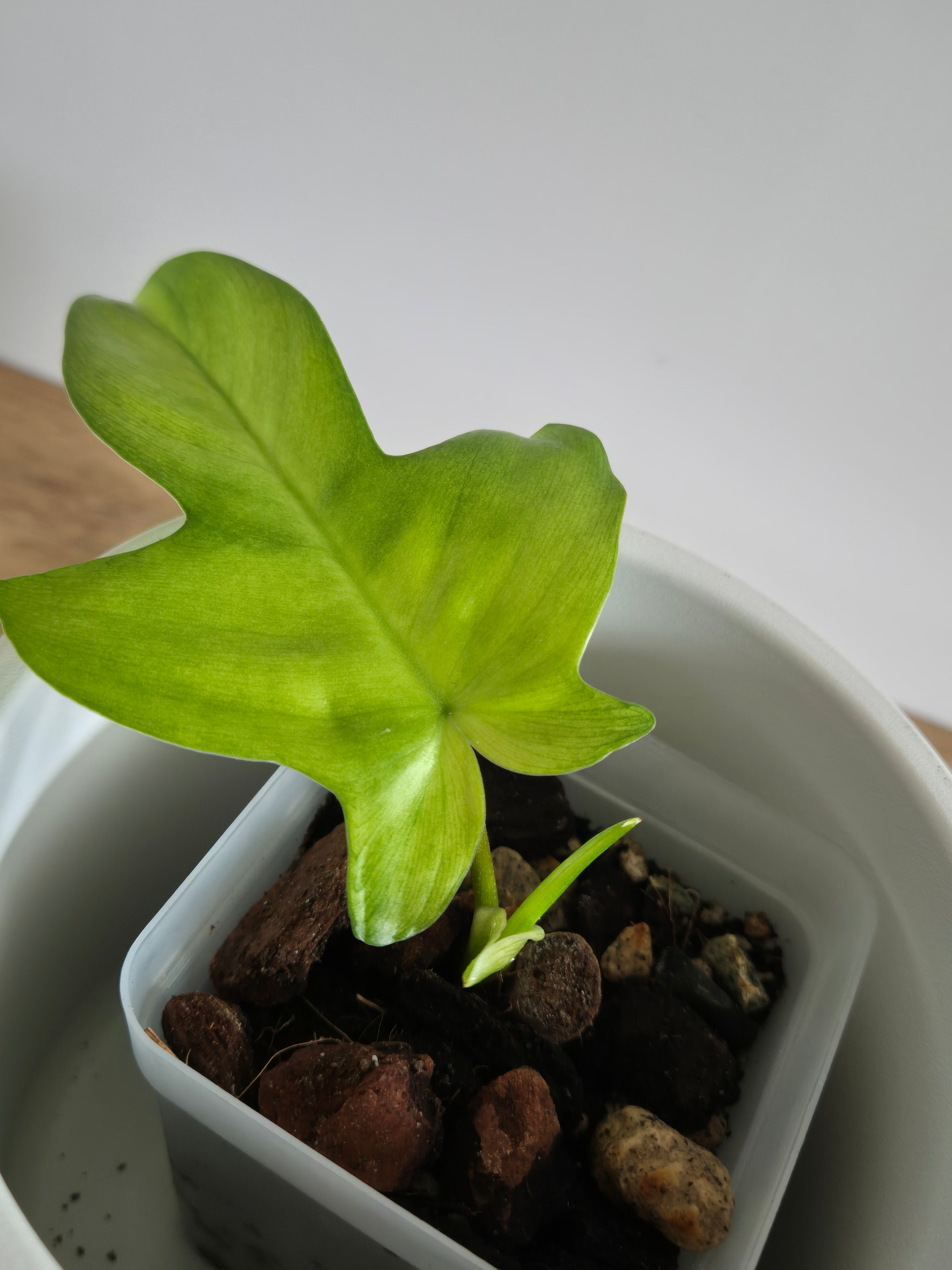 Philodendron Florida Ghost #1