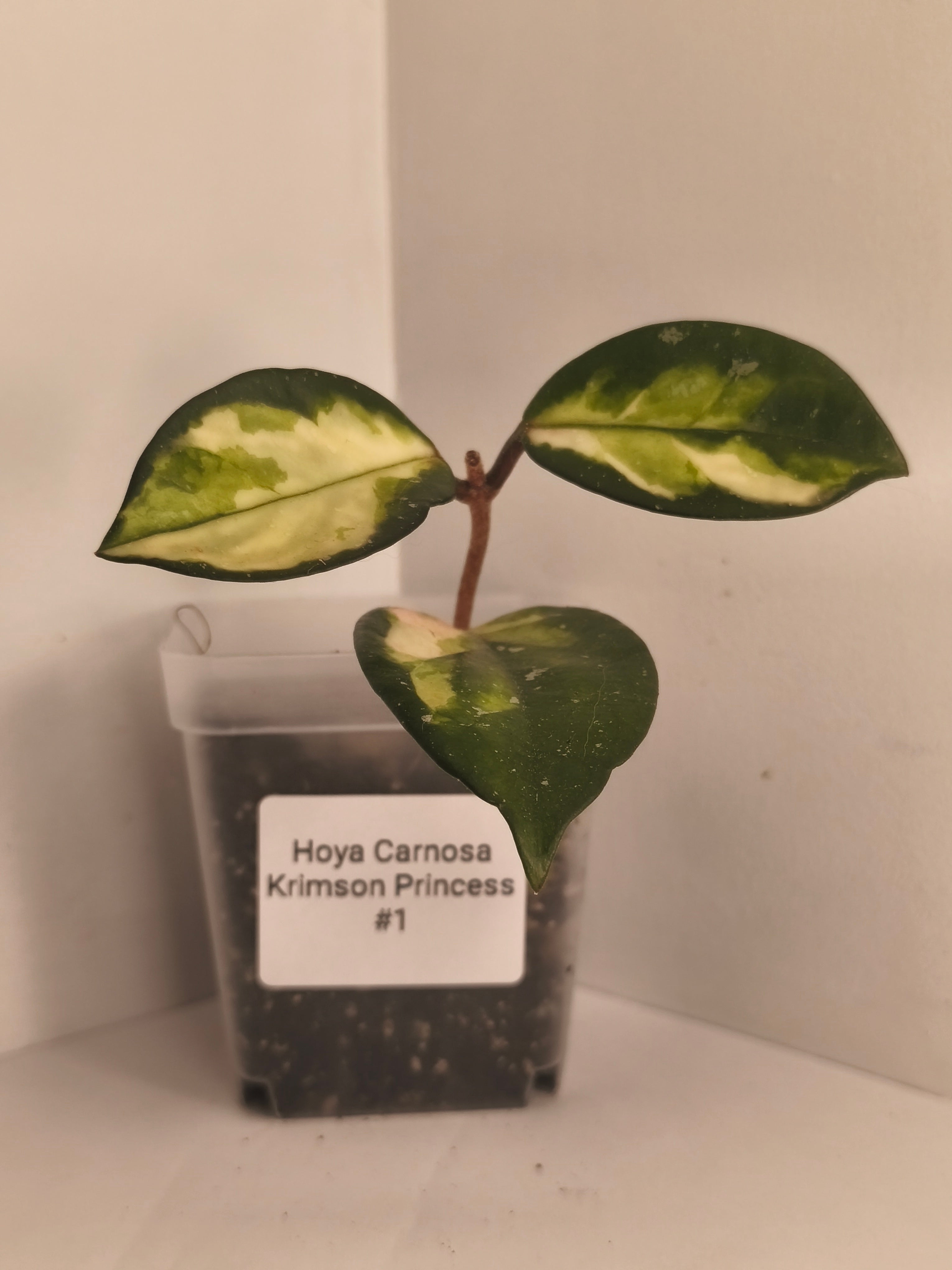 Hoya Carnosa Krimson Princess #1