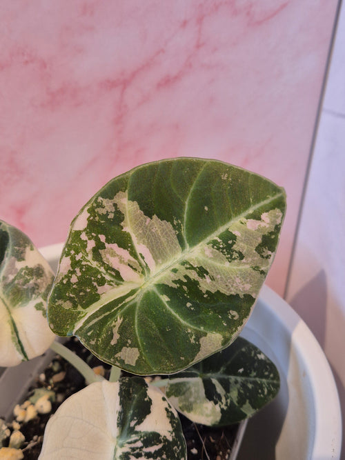 Alocasia Black Velvet Pink Variegata #1