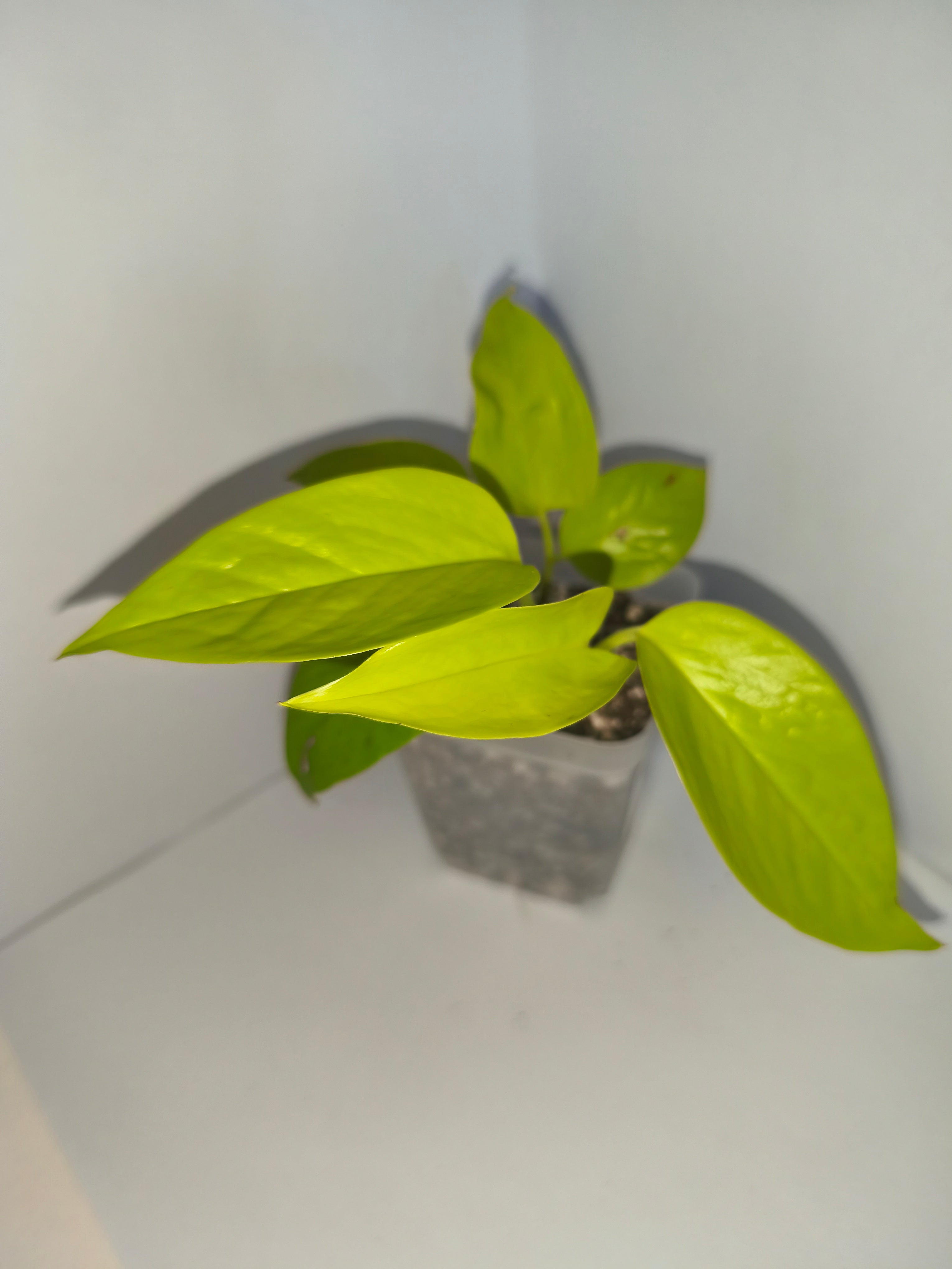 Epipremnum aureum Neon #1