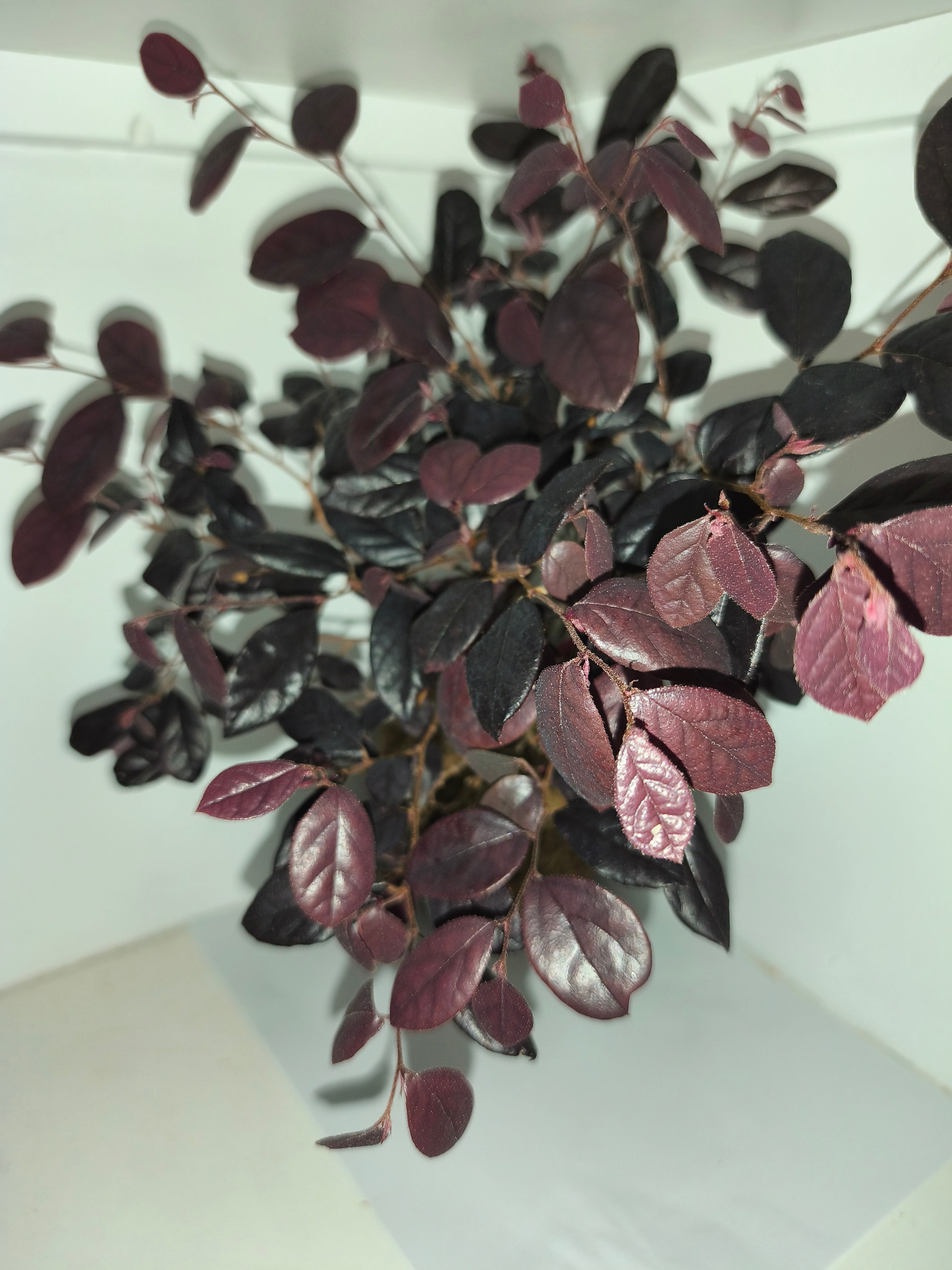 Kokedama #7