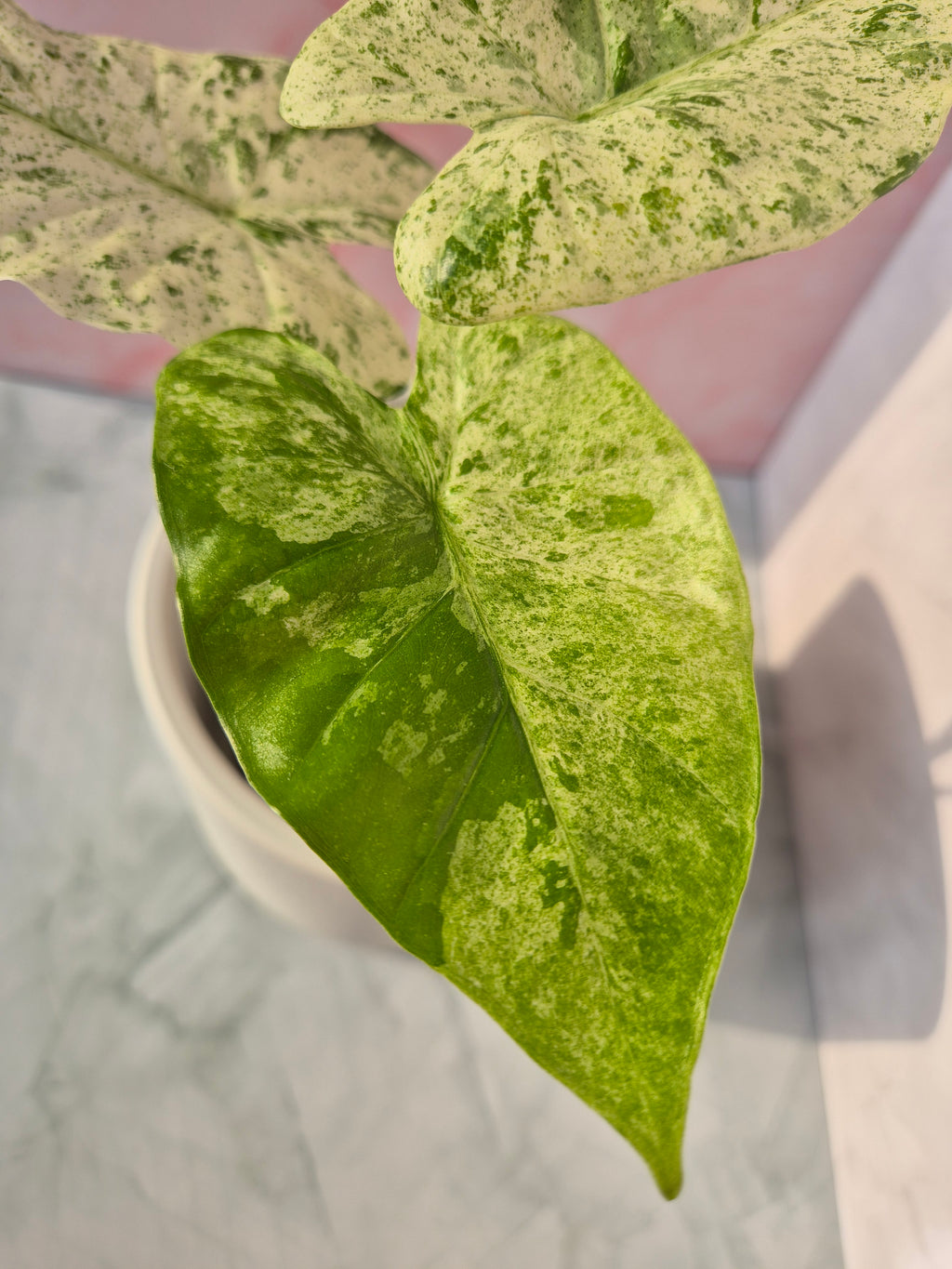 Alocasia Macrorrhiza splash #6