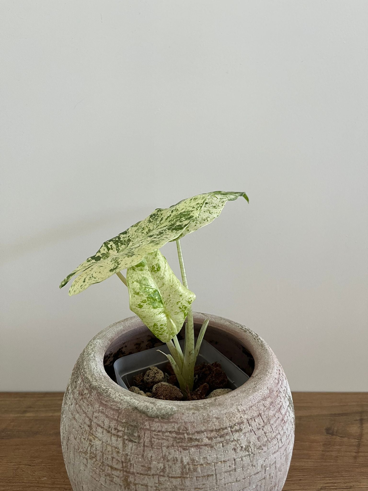 Alocasia Macrorrhiza Splash #8